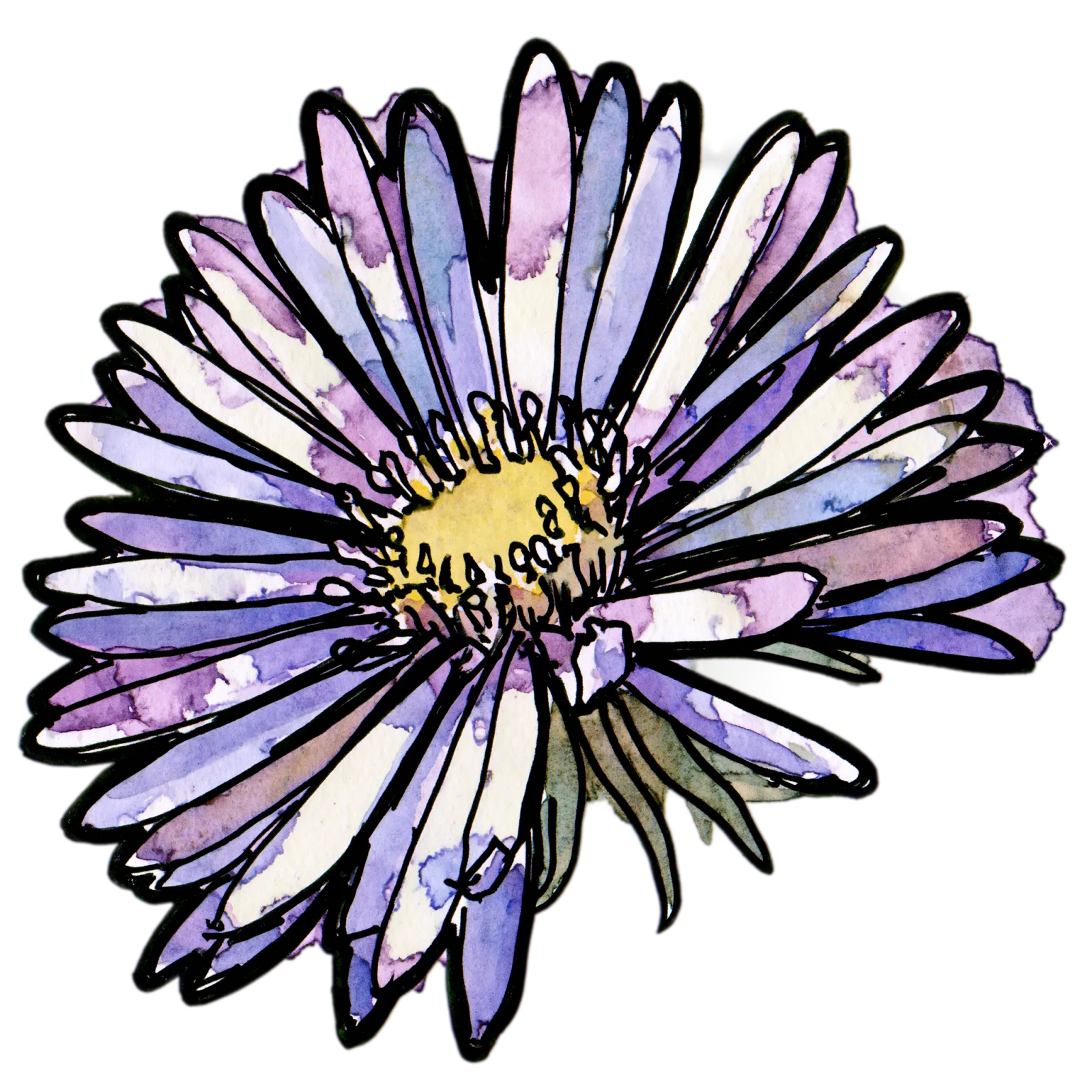 Aster