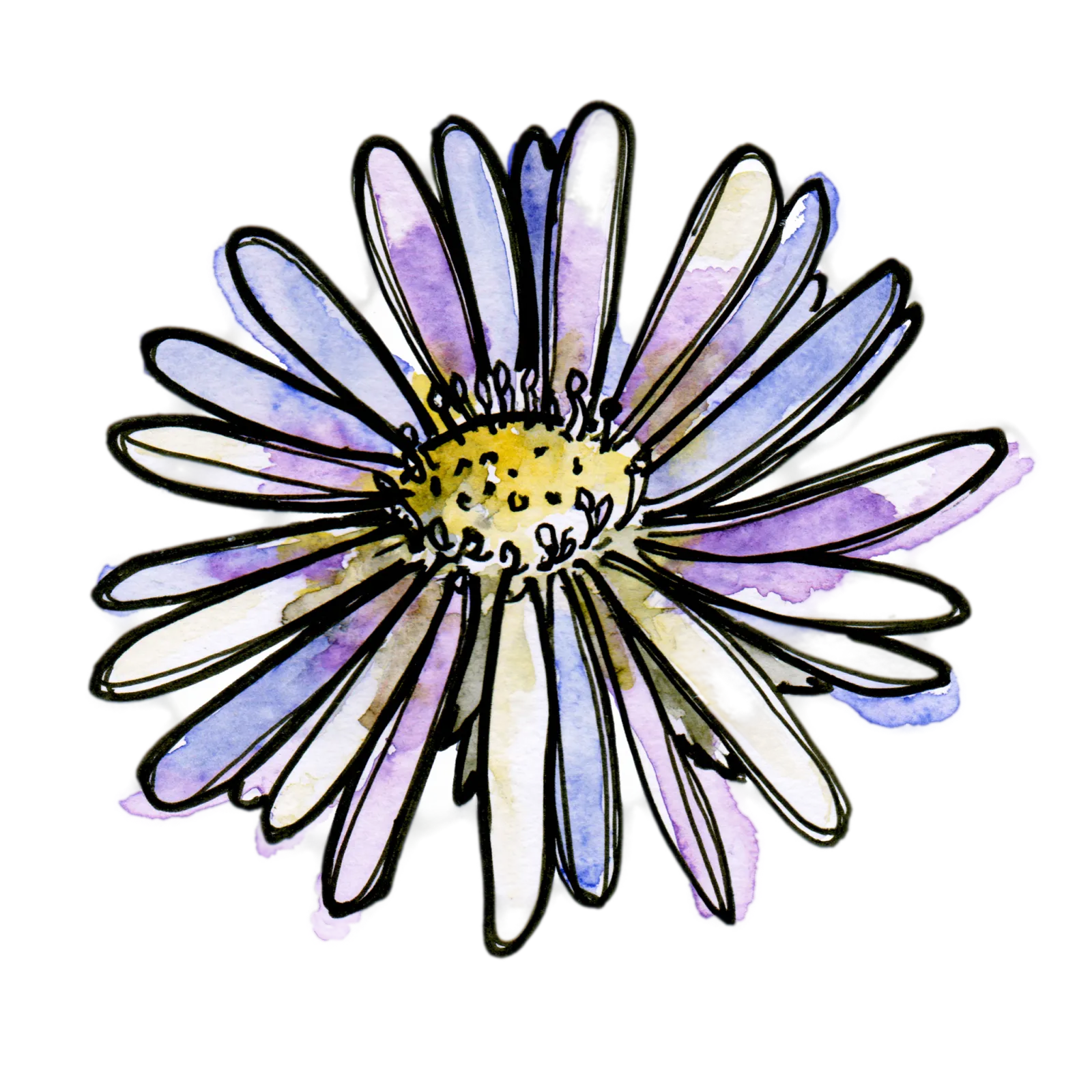 Aster