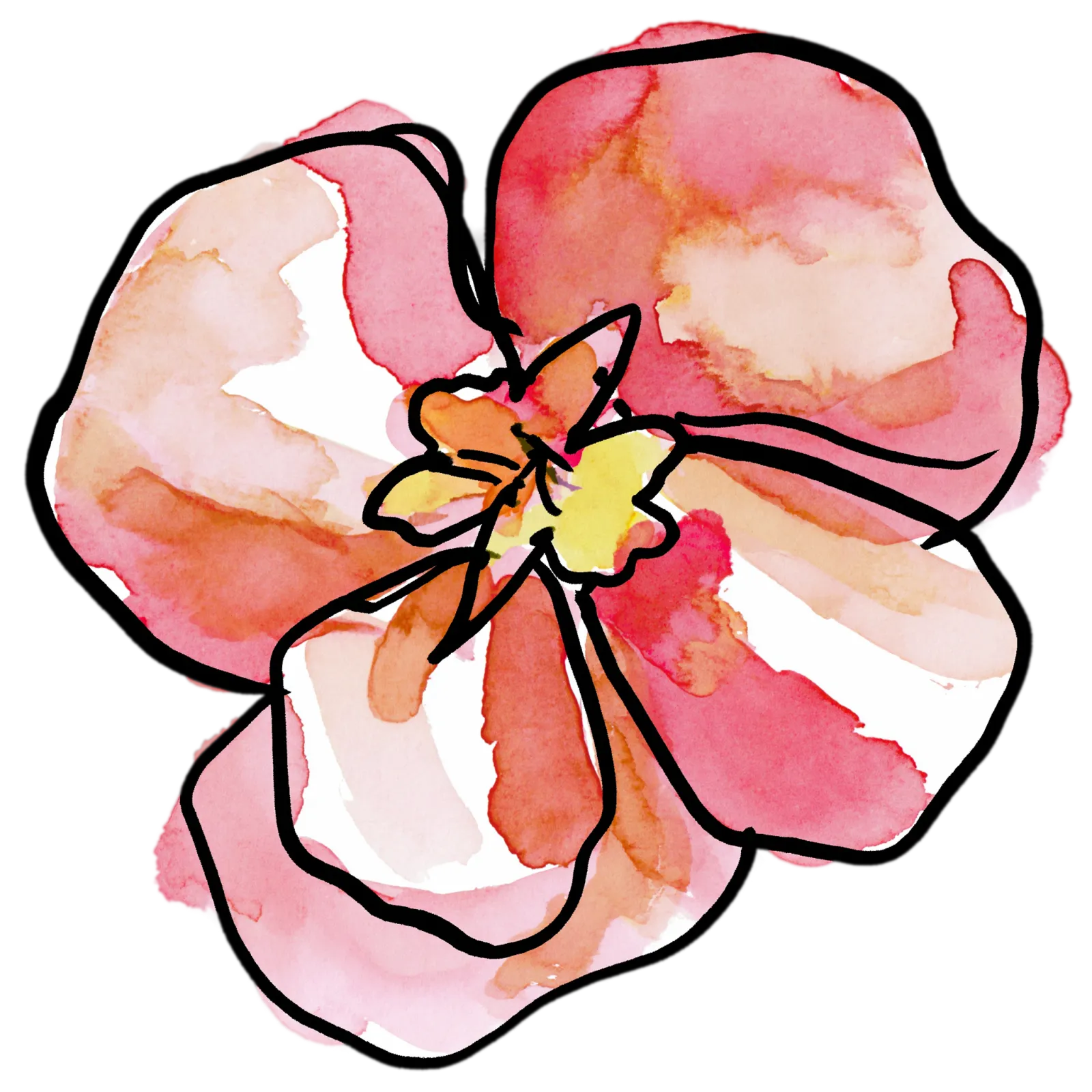Begonia