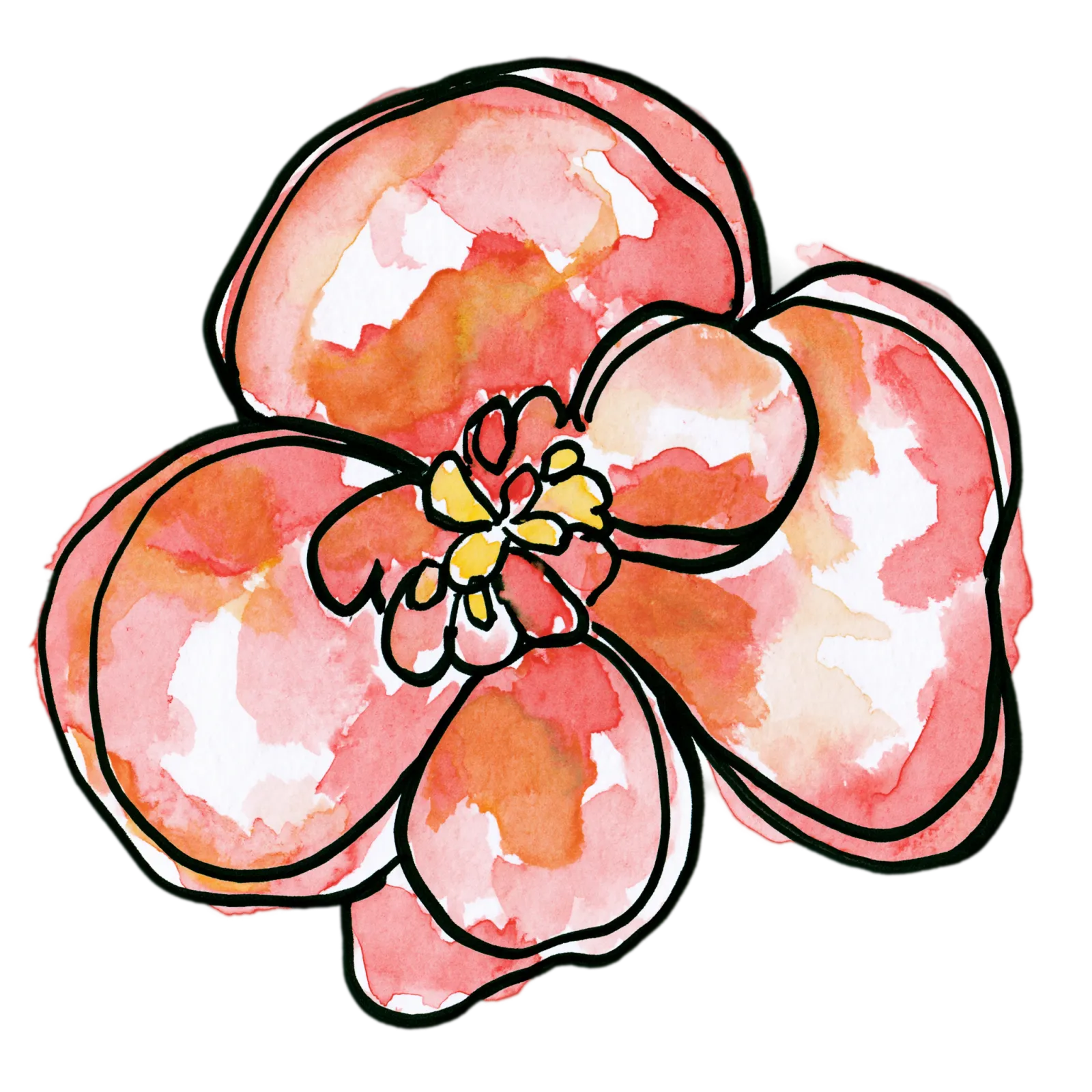 Begonia