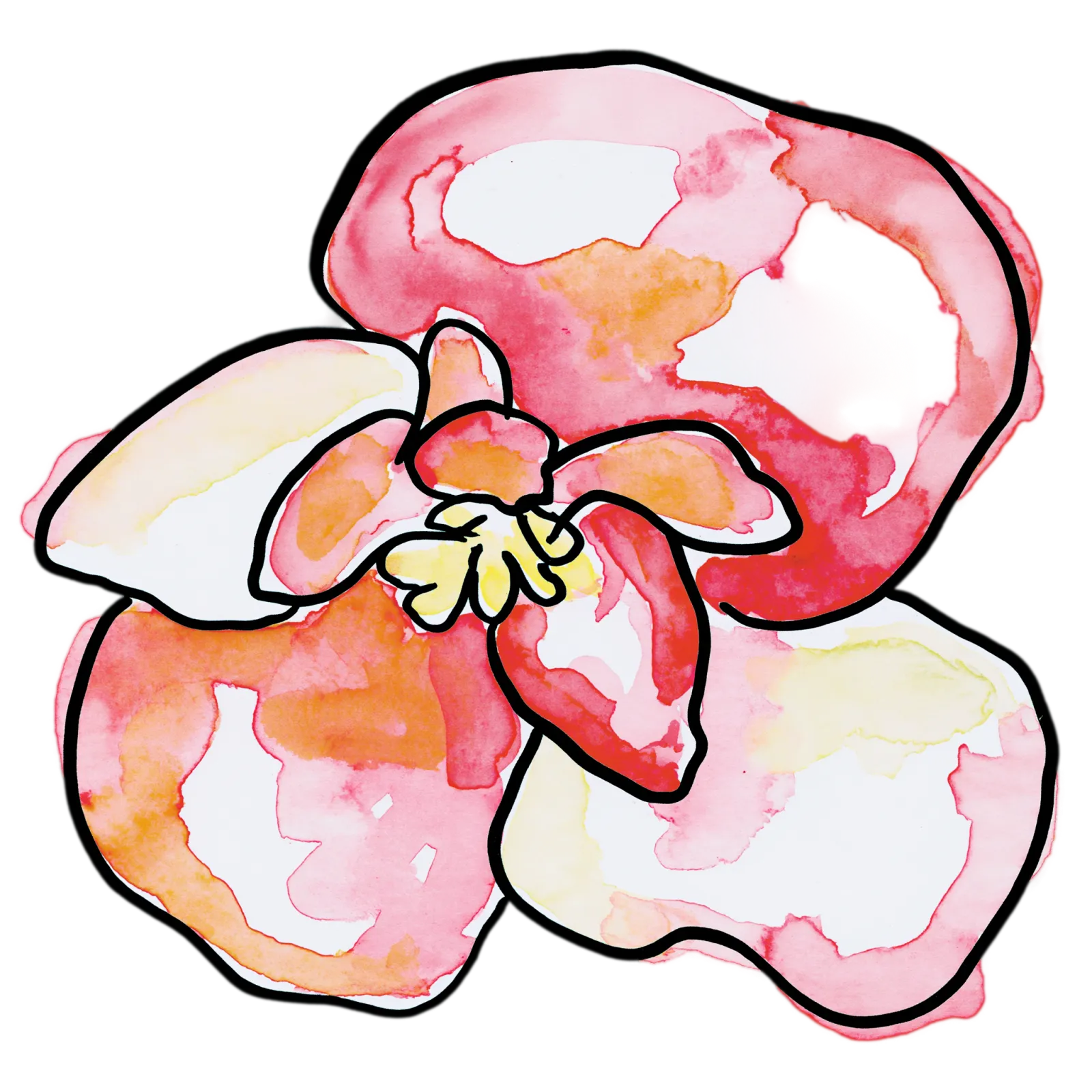 Begonia