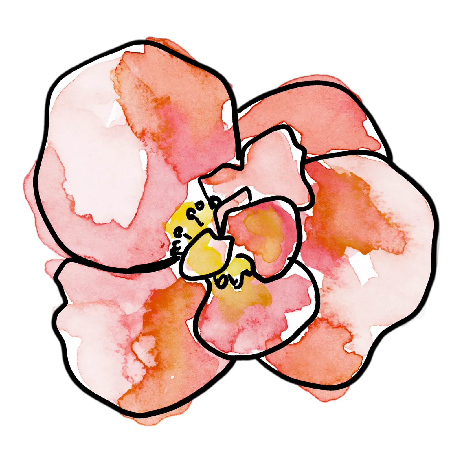 Begonia