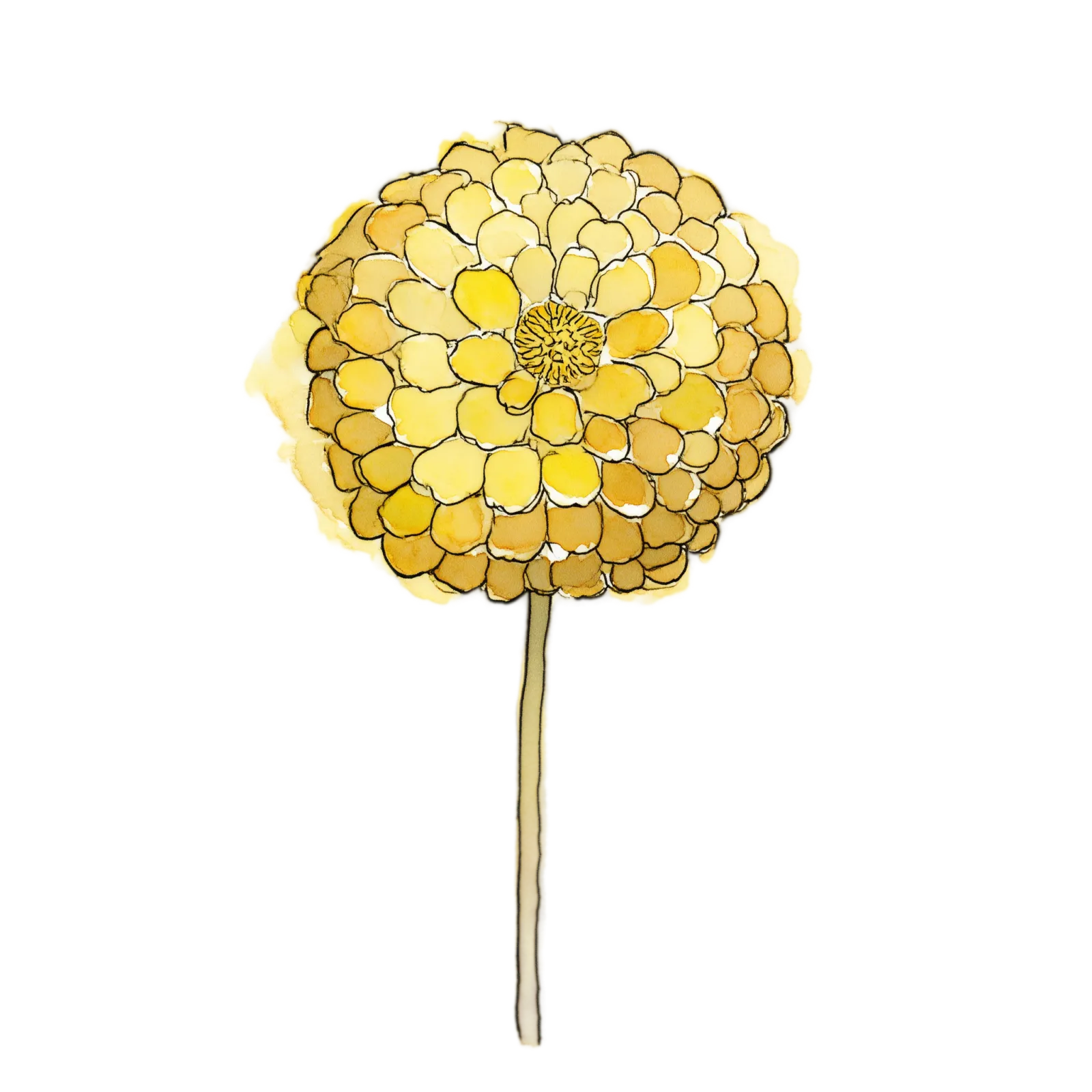 Billy Buttons