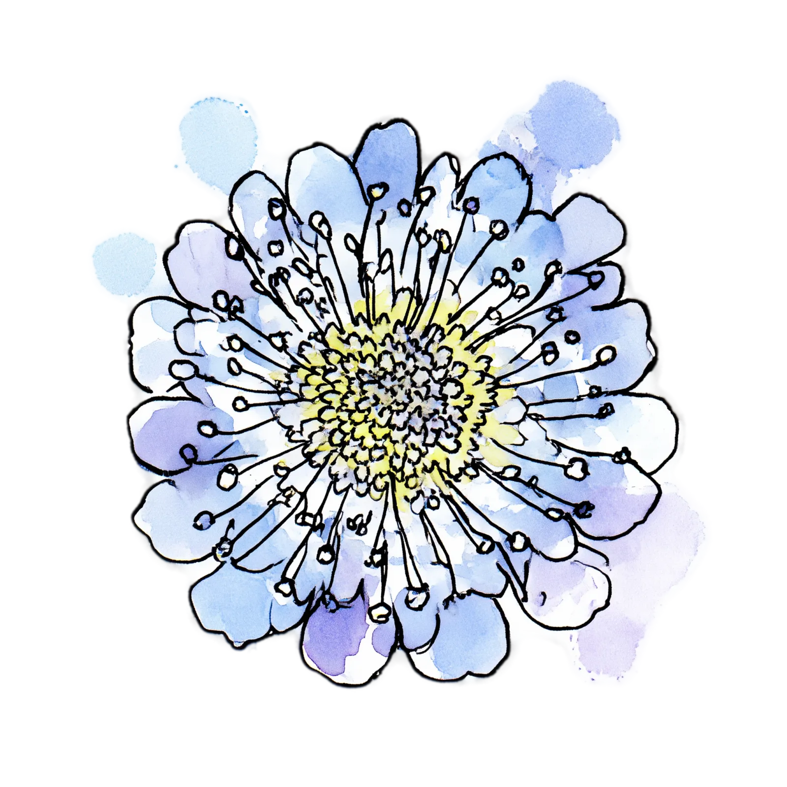 Blue Pincushion