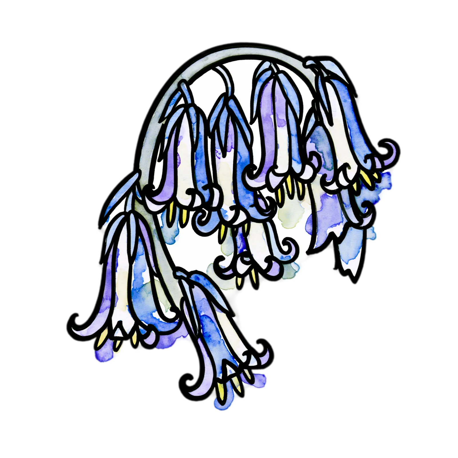 Bluebell
