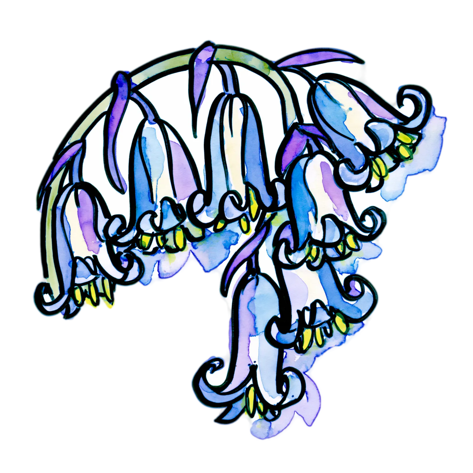 Bluebell