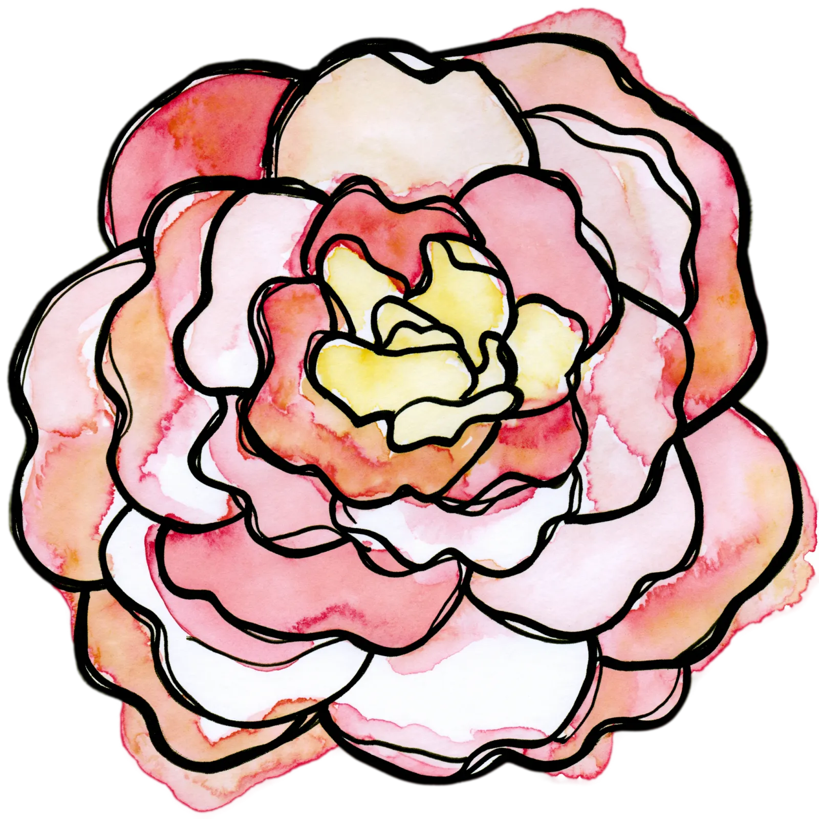 Camellia