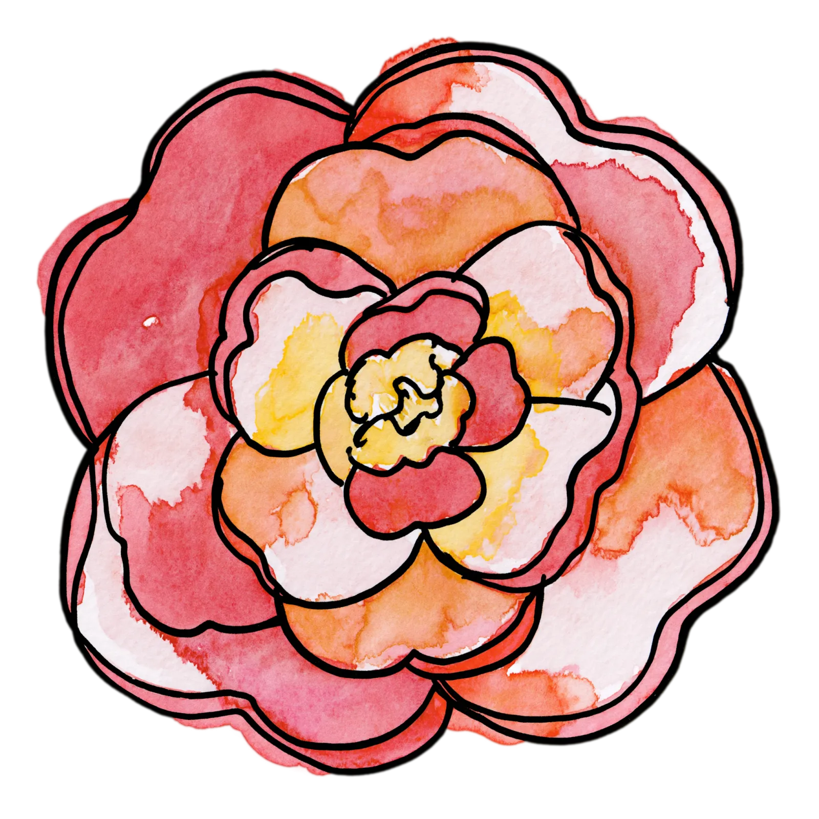 Camellia