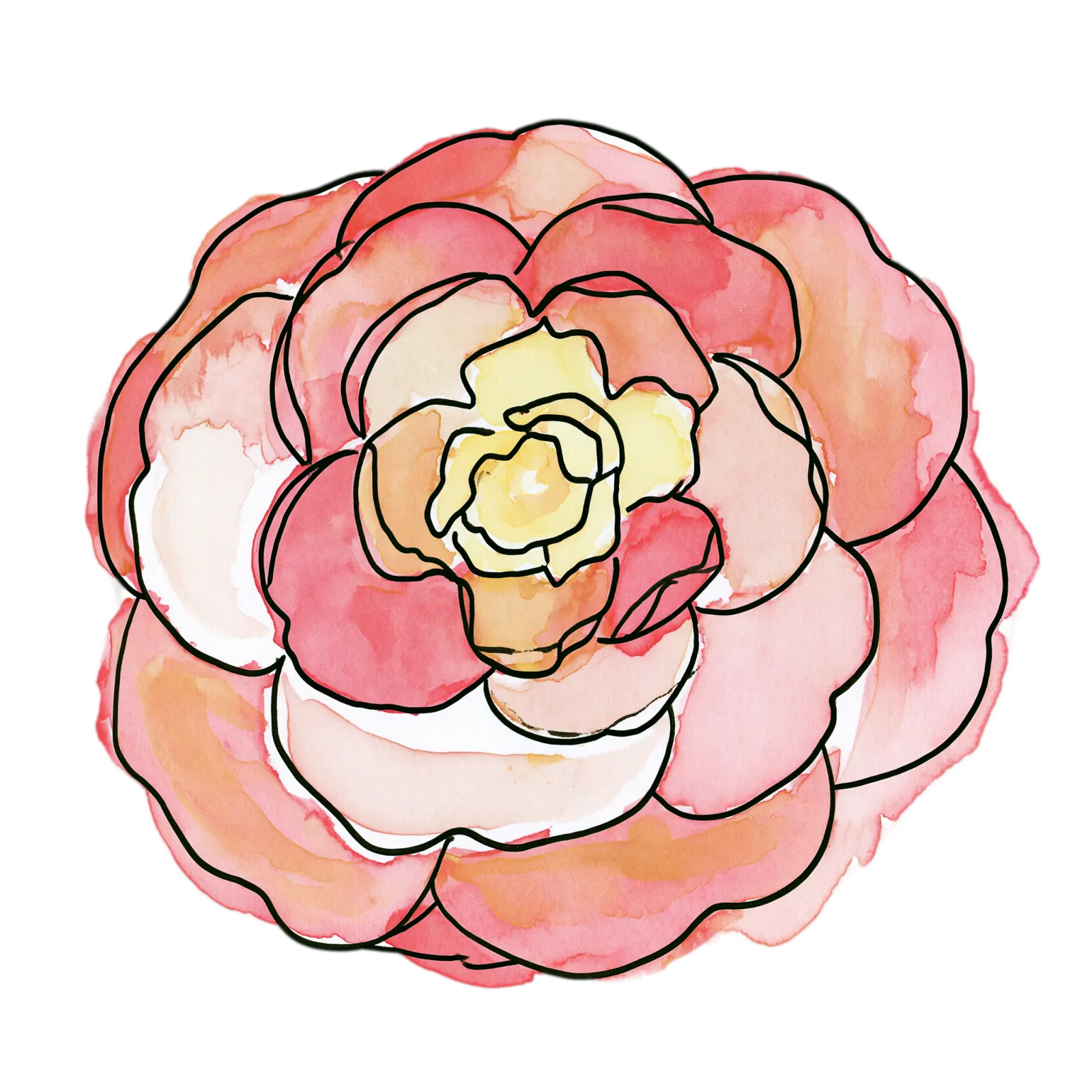 Camellia