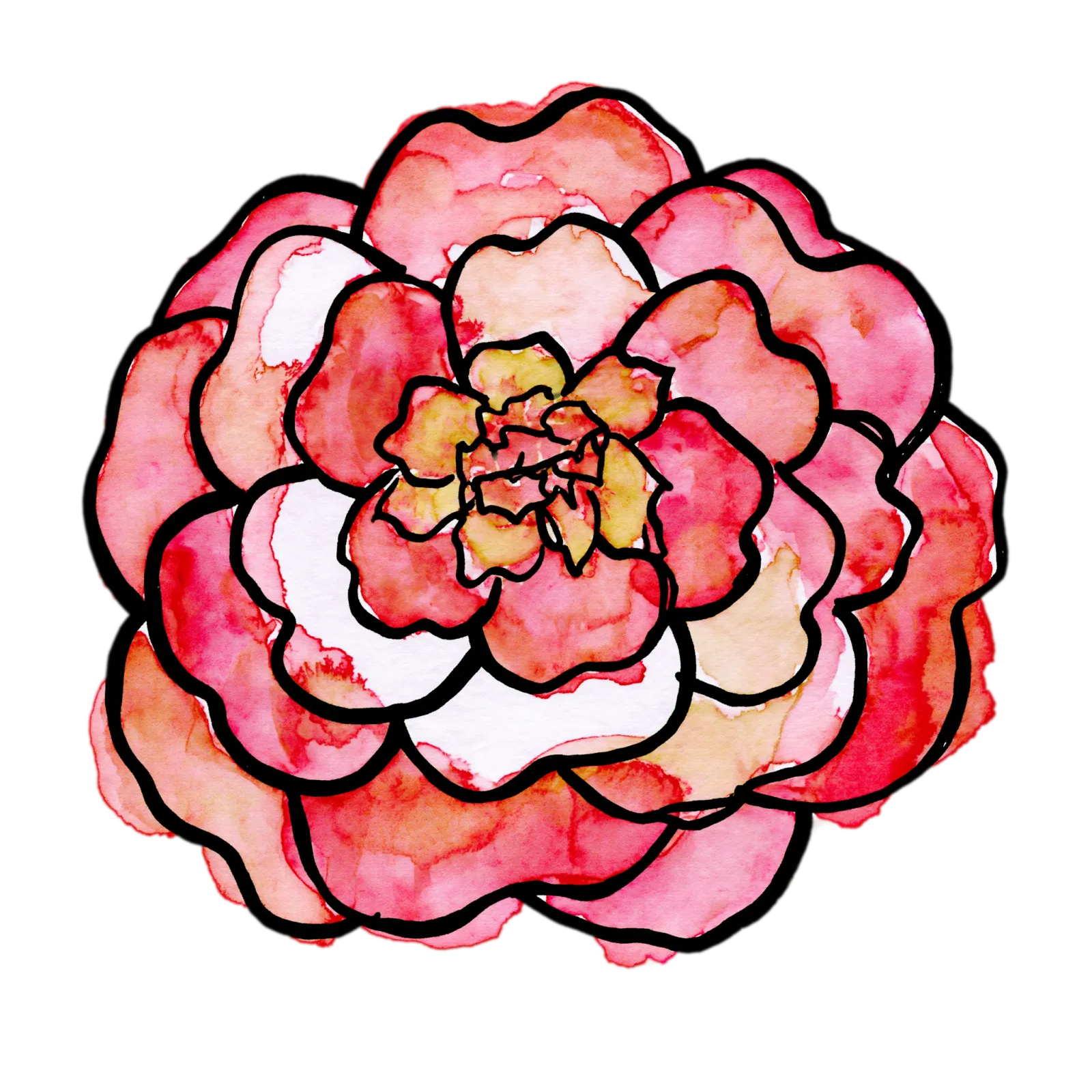 Camellia