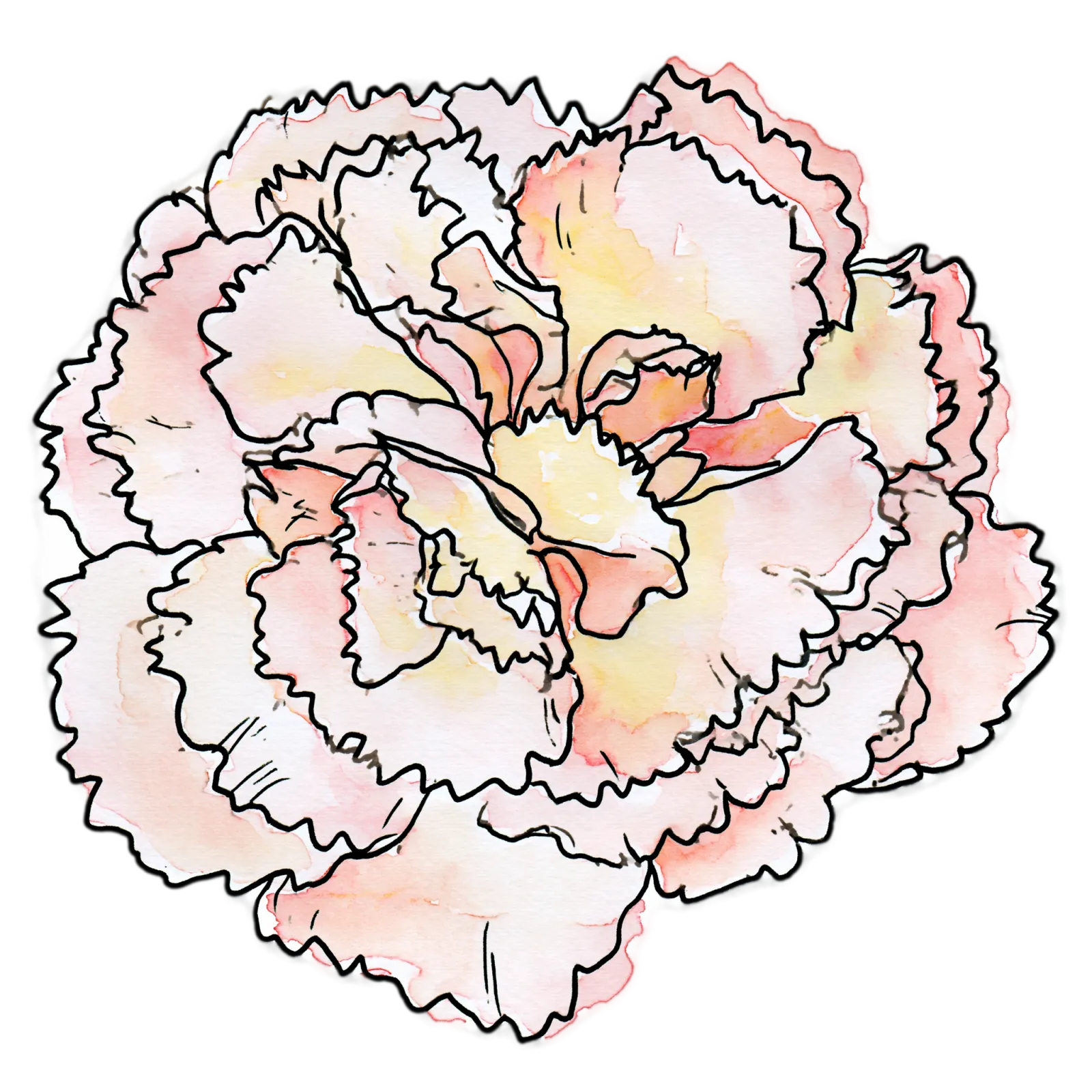 Carnation