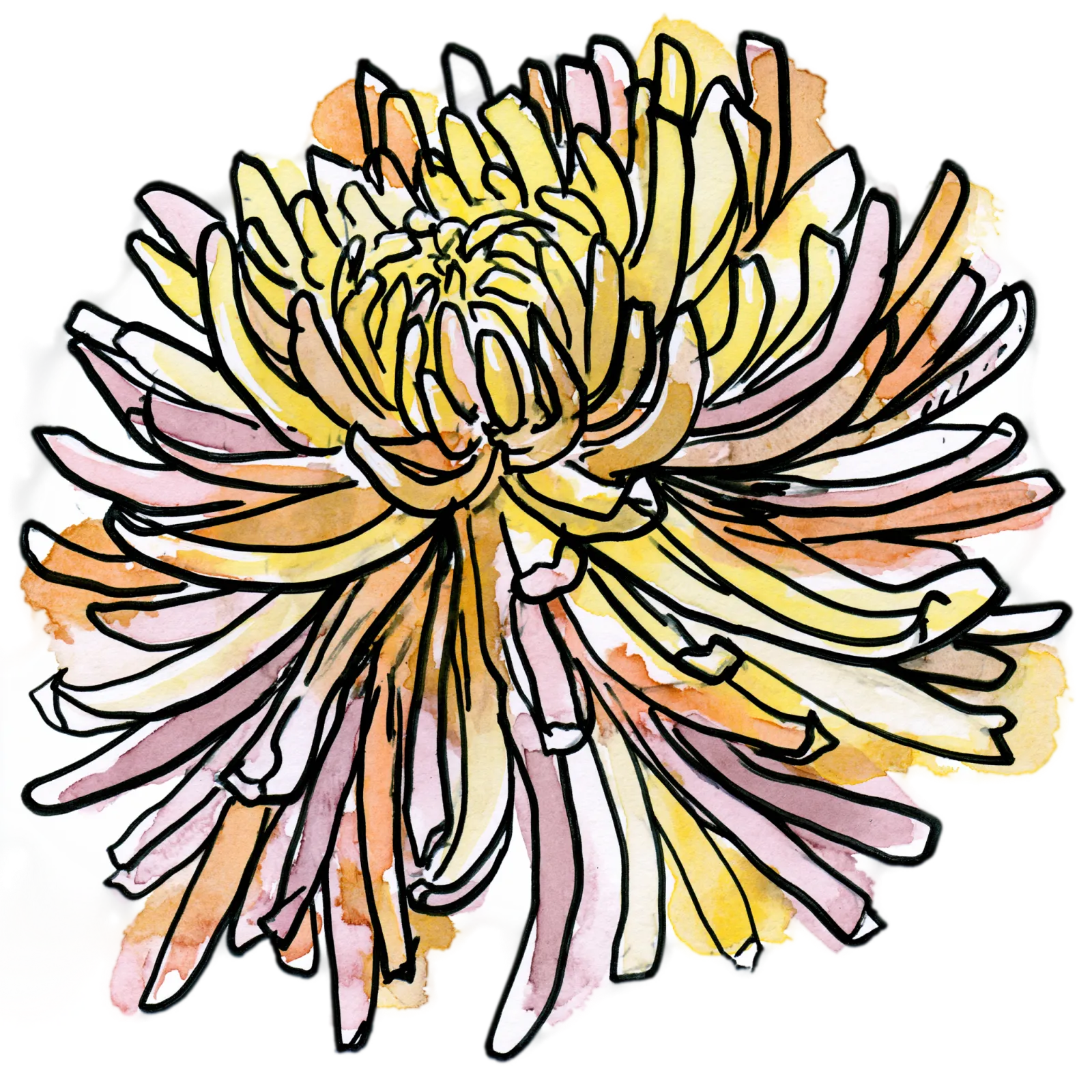Chrysanthemum