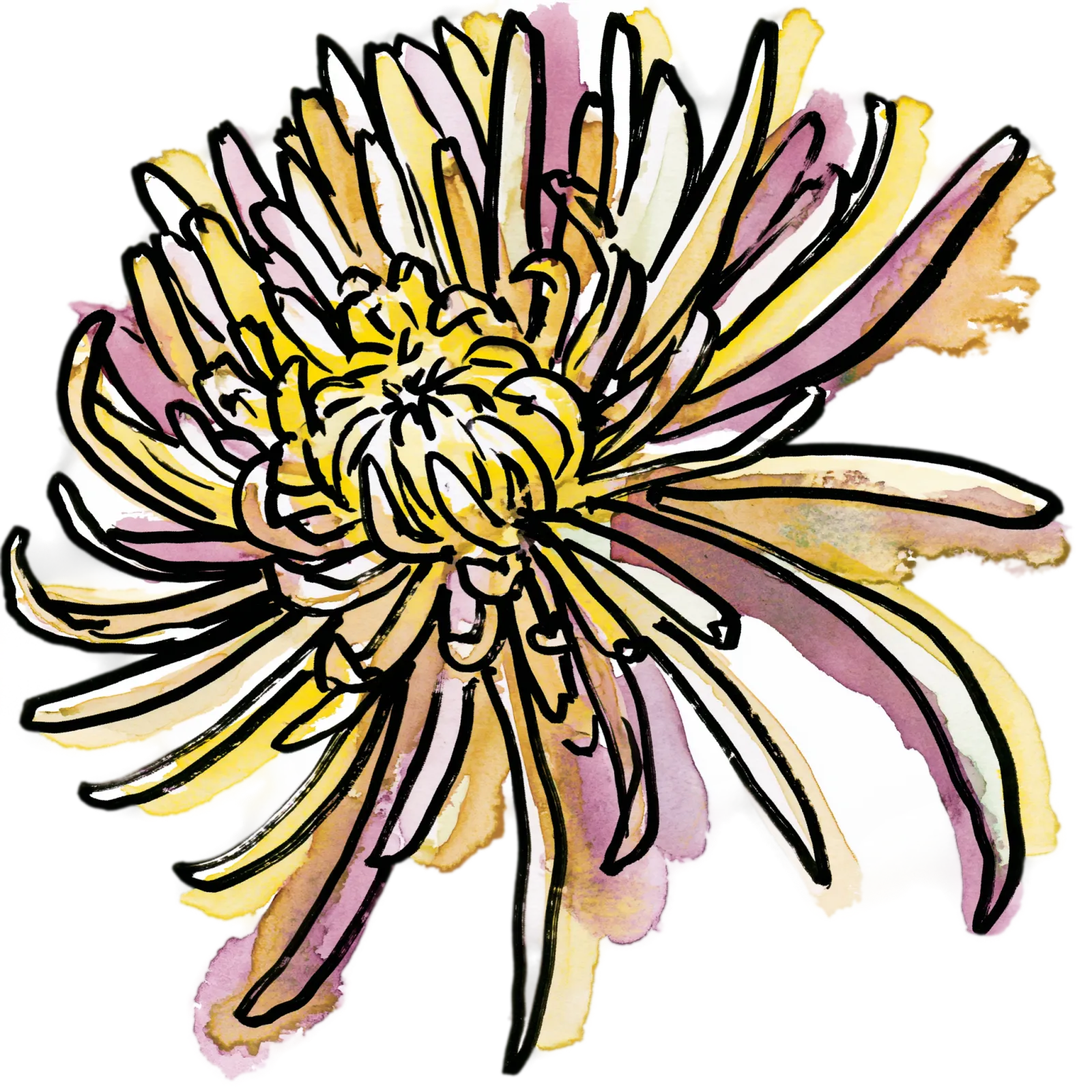 Chrysanthemum