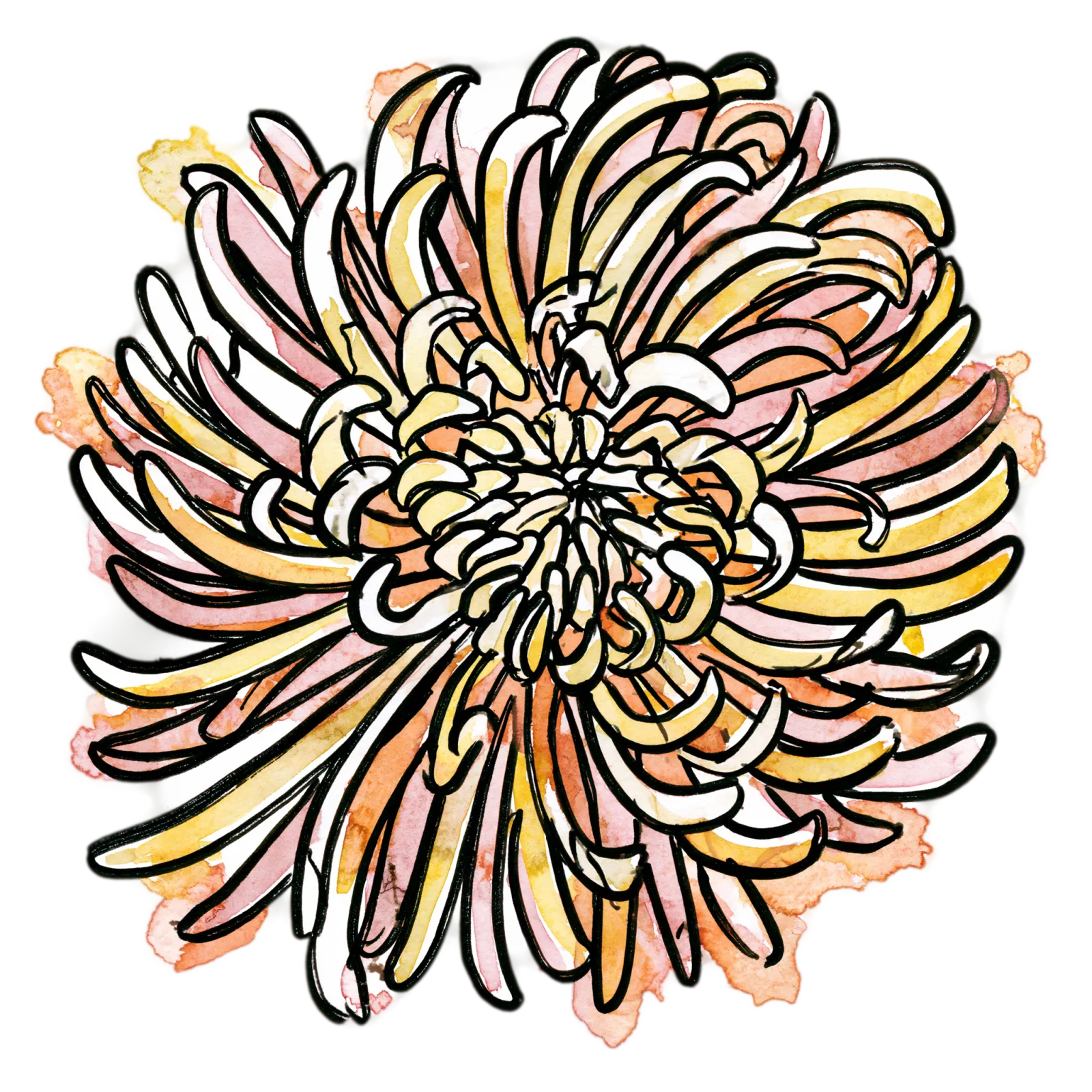 Chrysanthemum