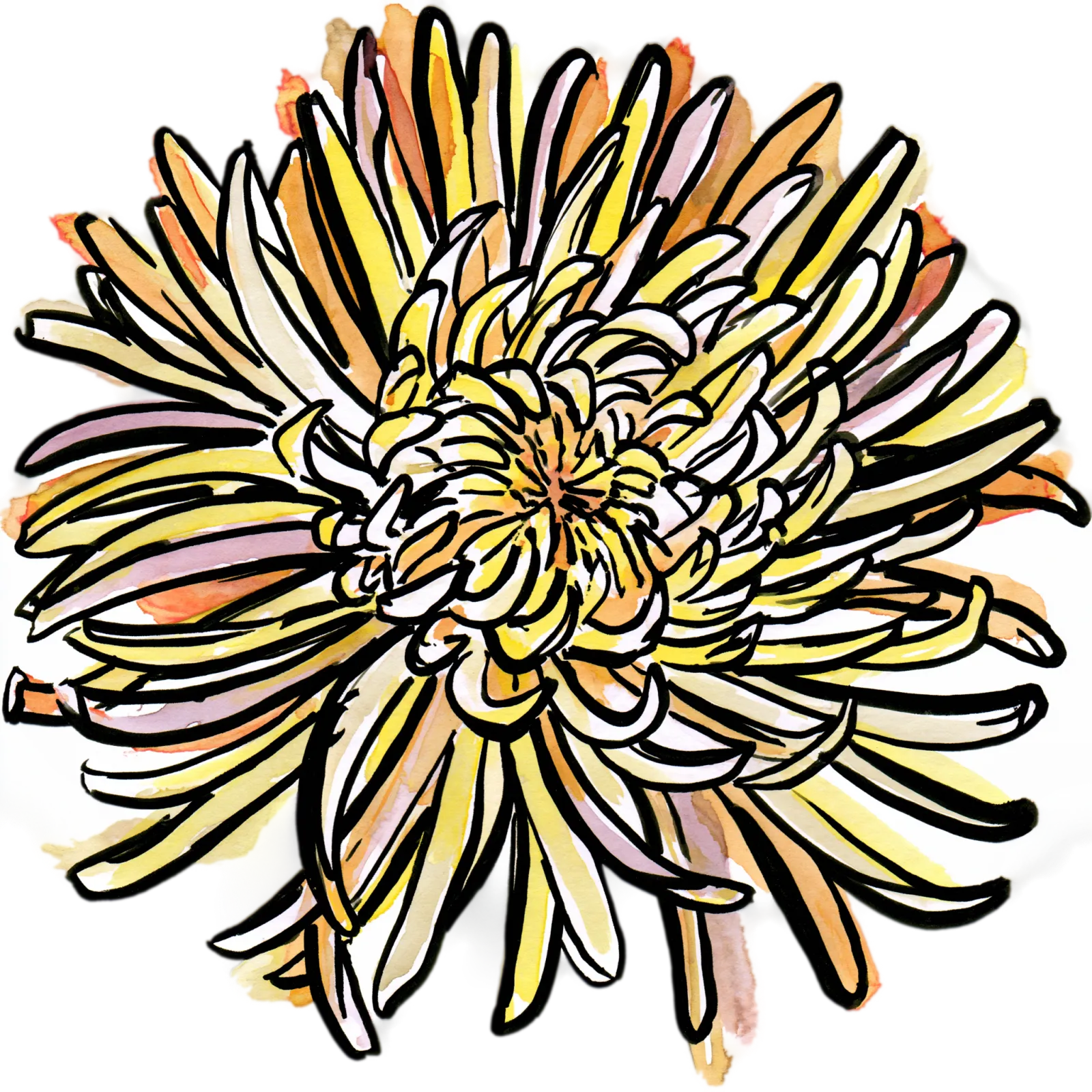 Chrysanthemum