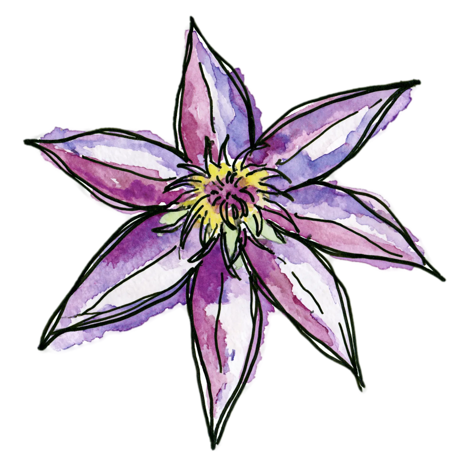 Clematis