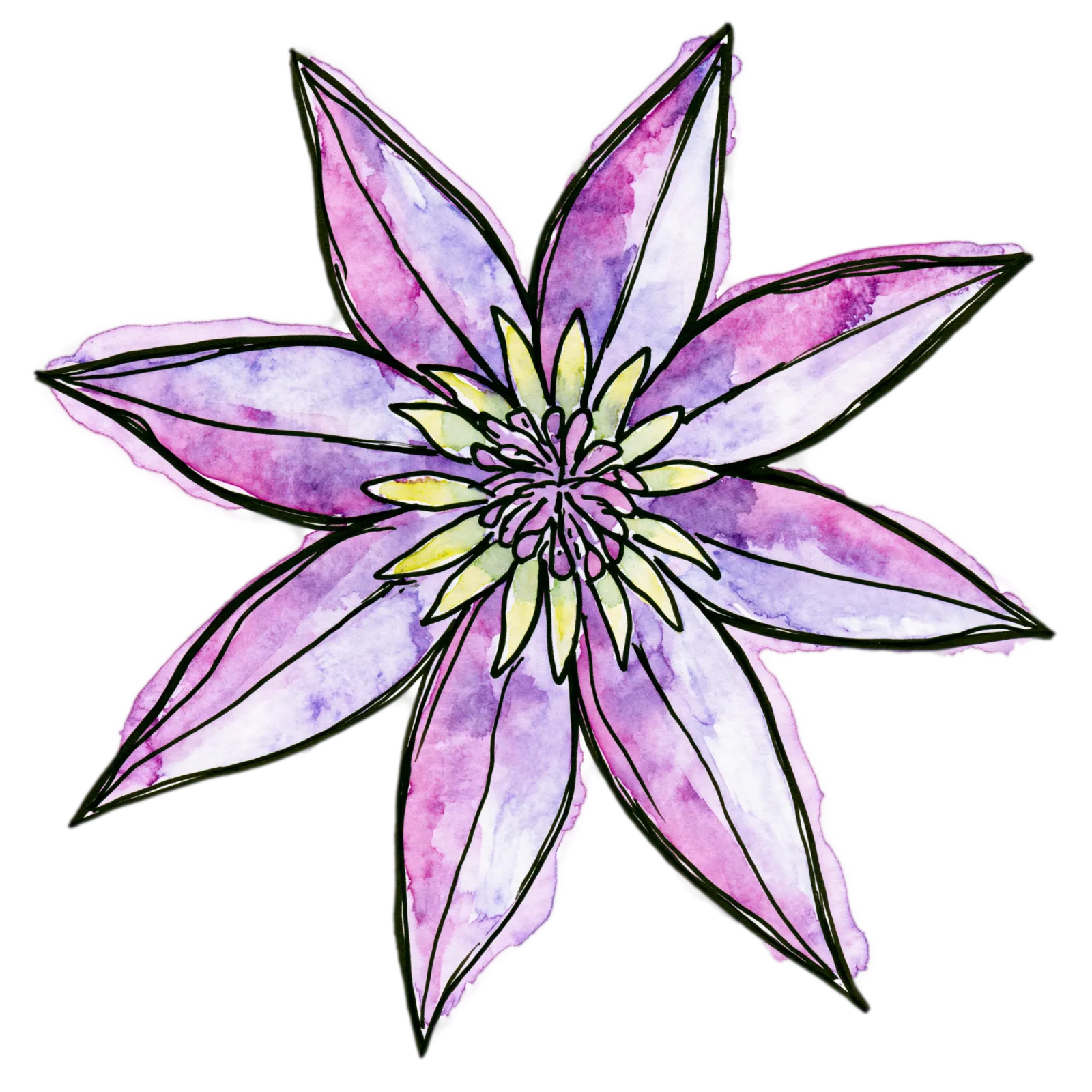 Clematis
