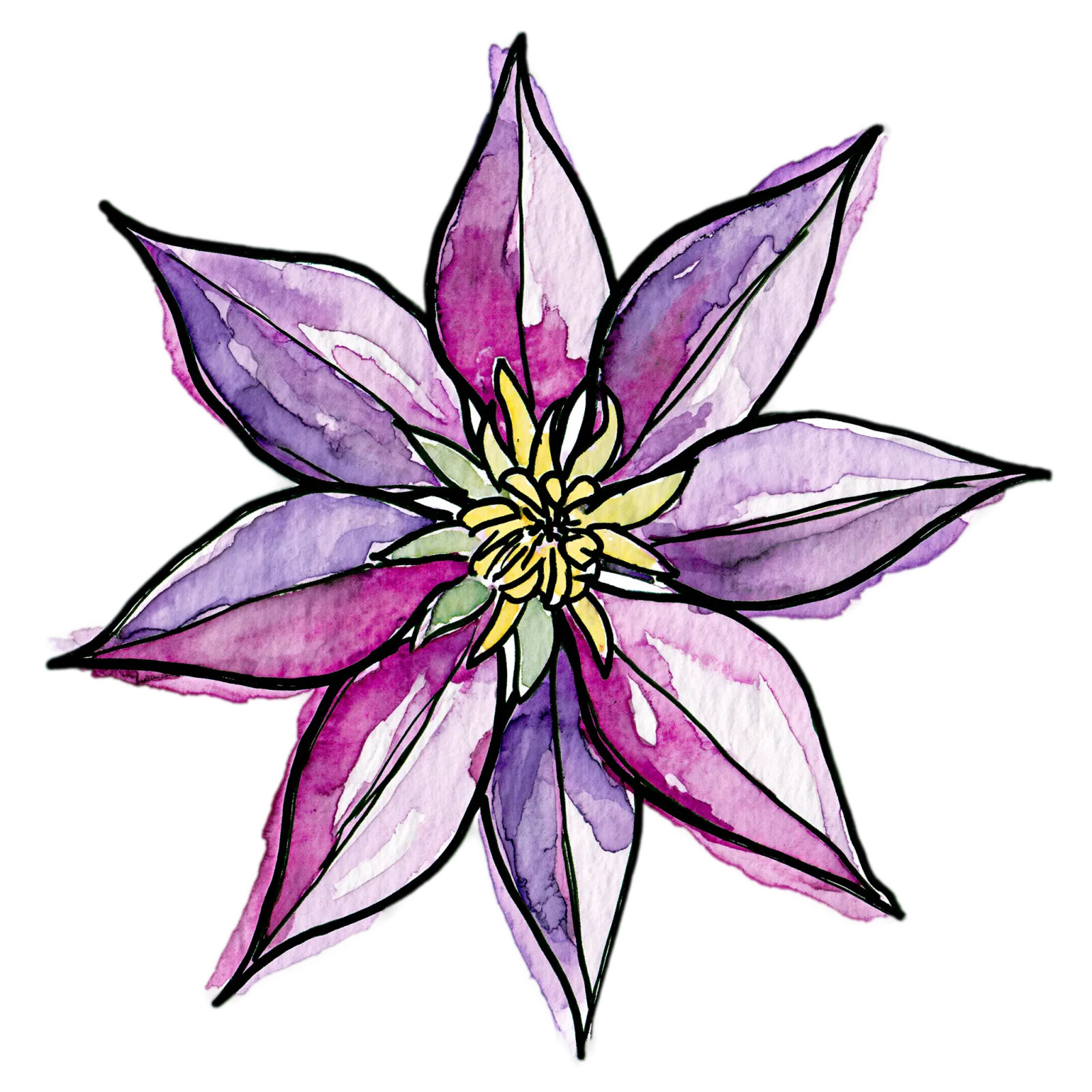 Clematis