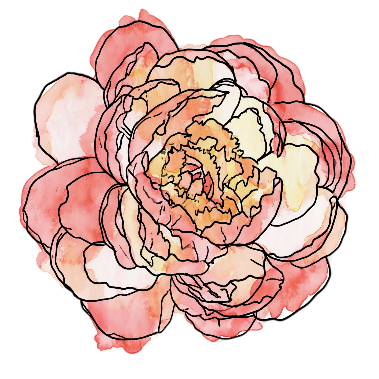 Coral Peony