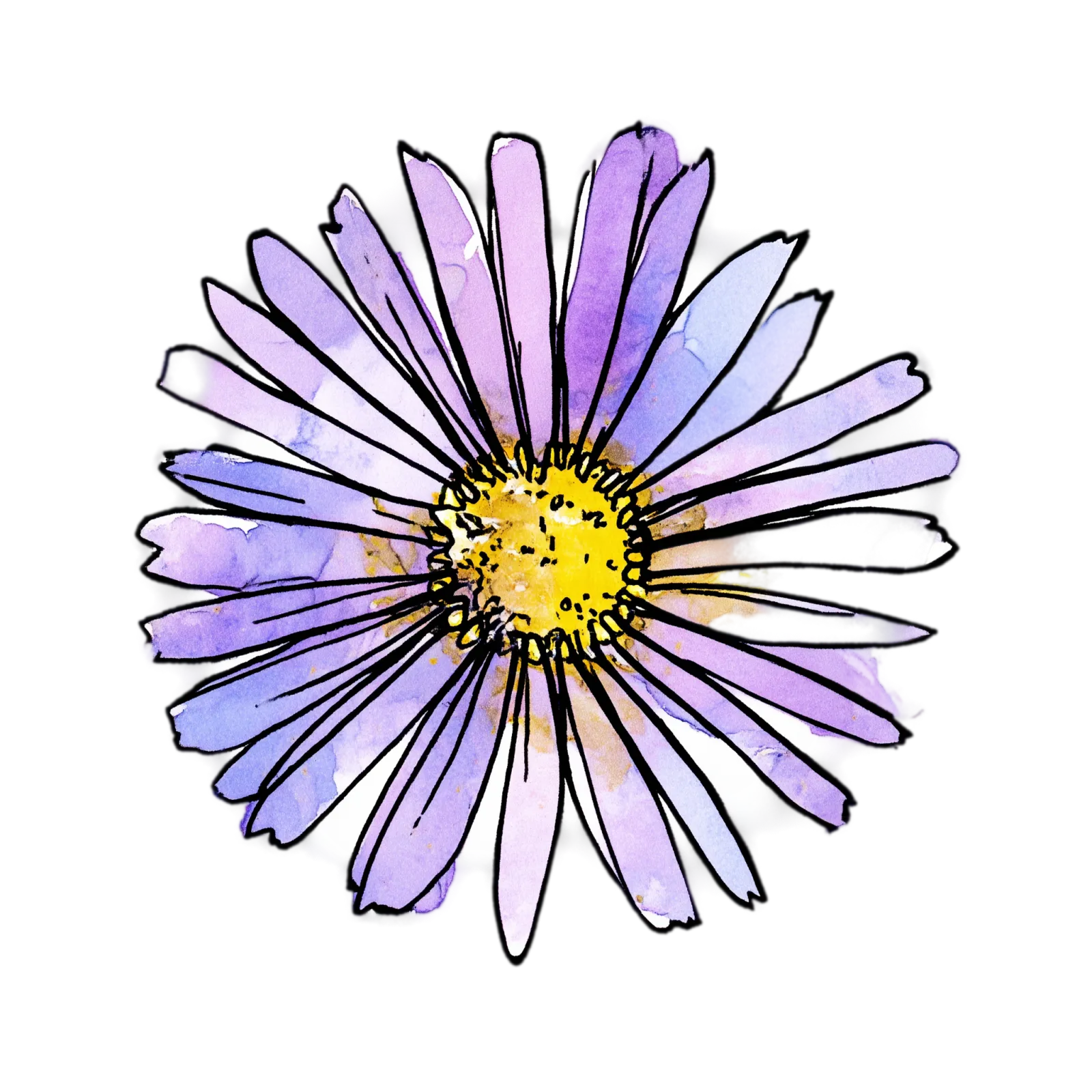 Cut Leaf Daisy