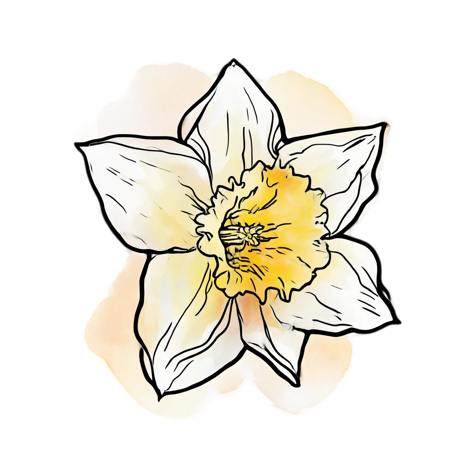 Daffodil