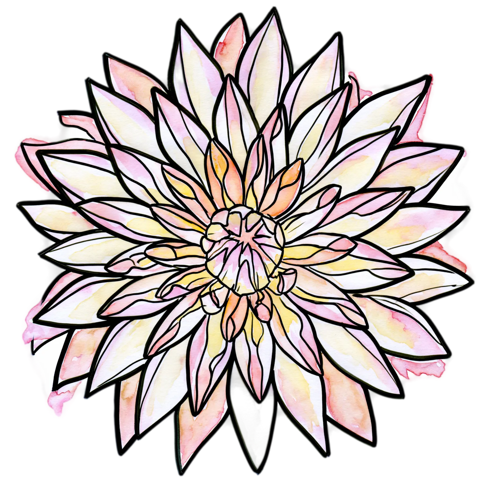 Dahlia