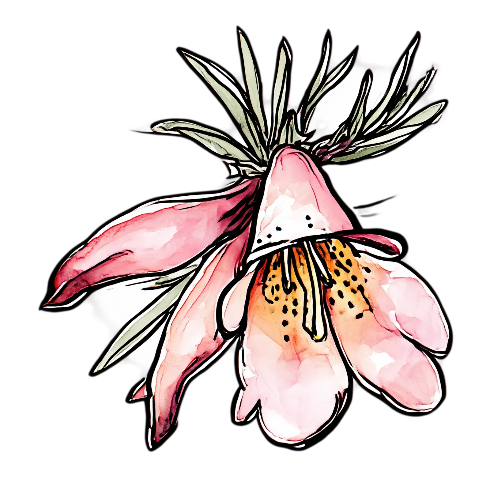Eremophila