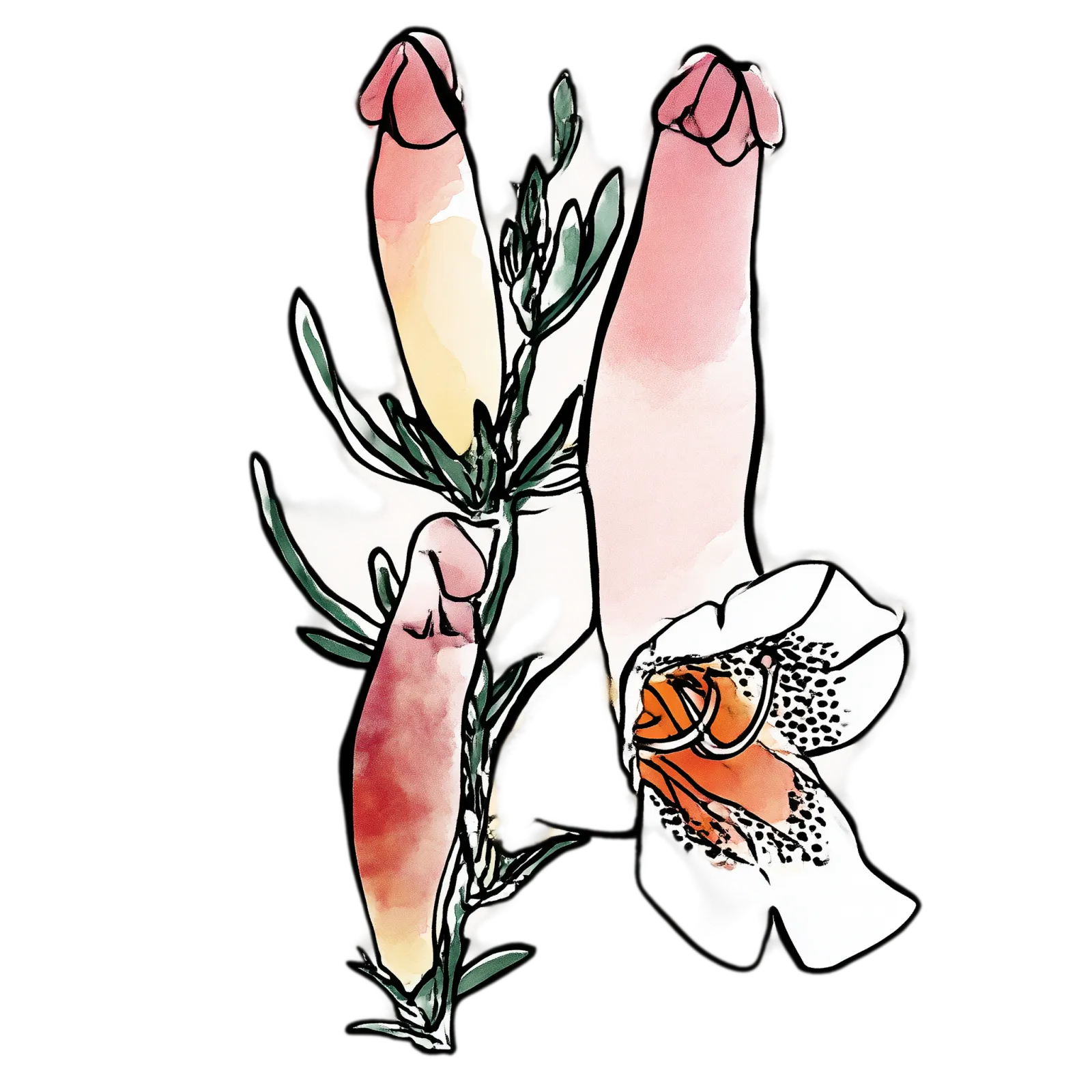 Eremophila