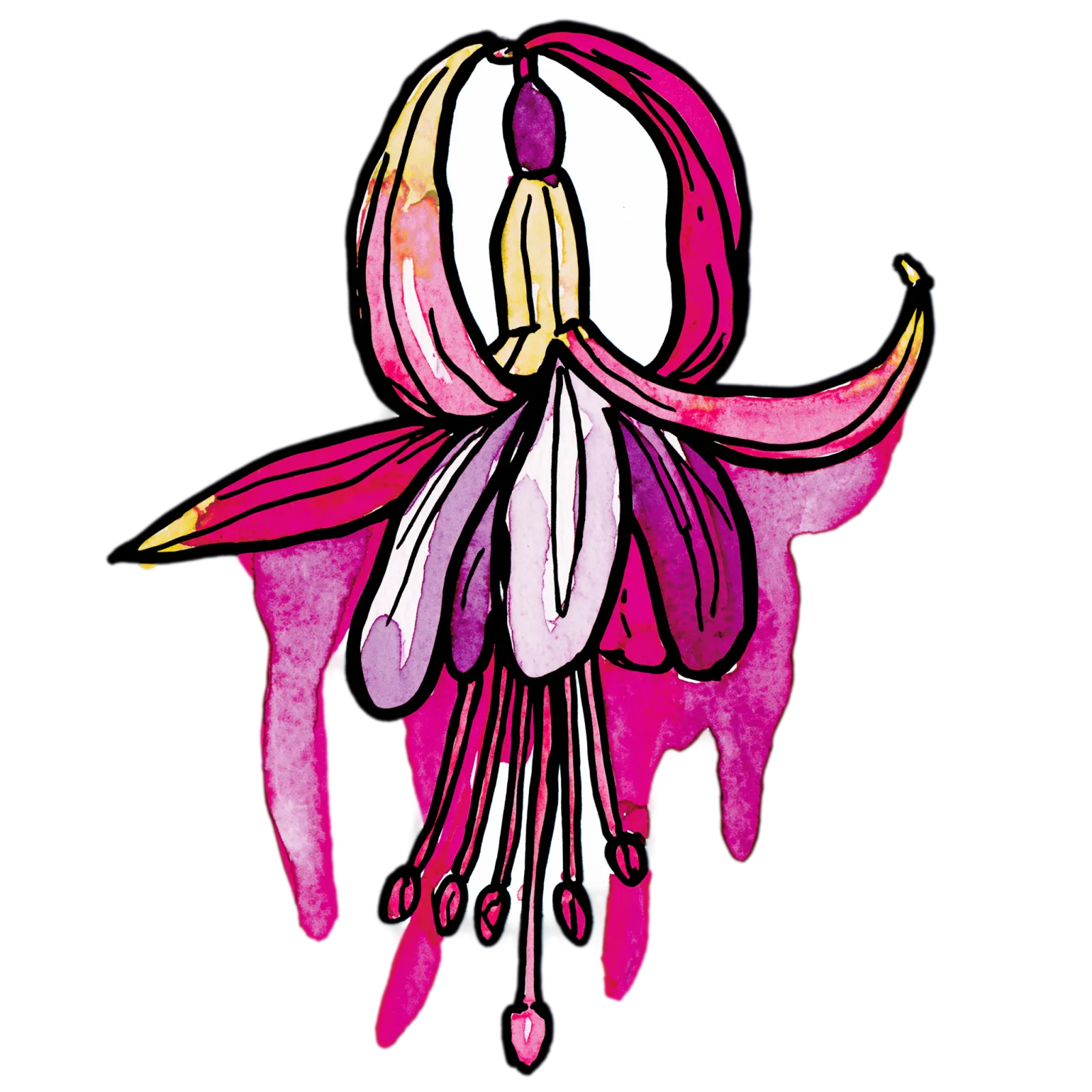 Fuchsia