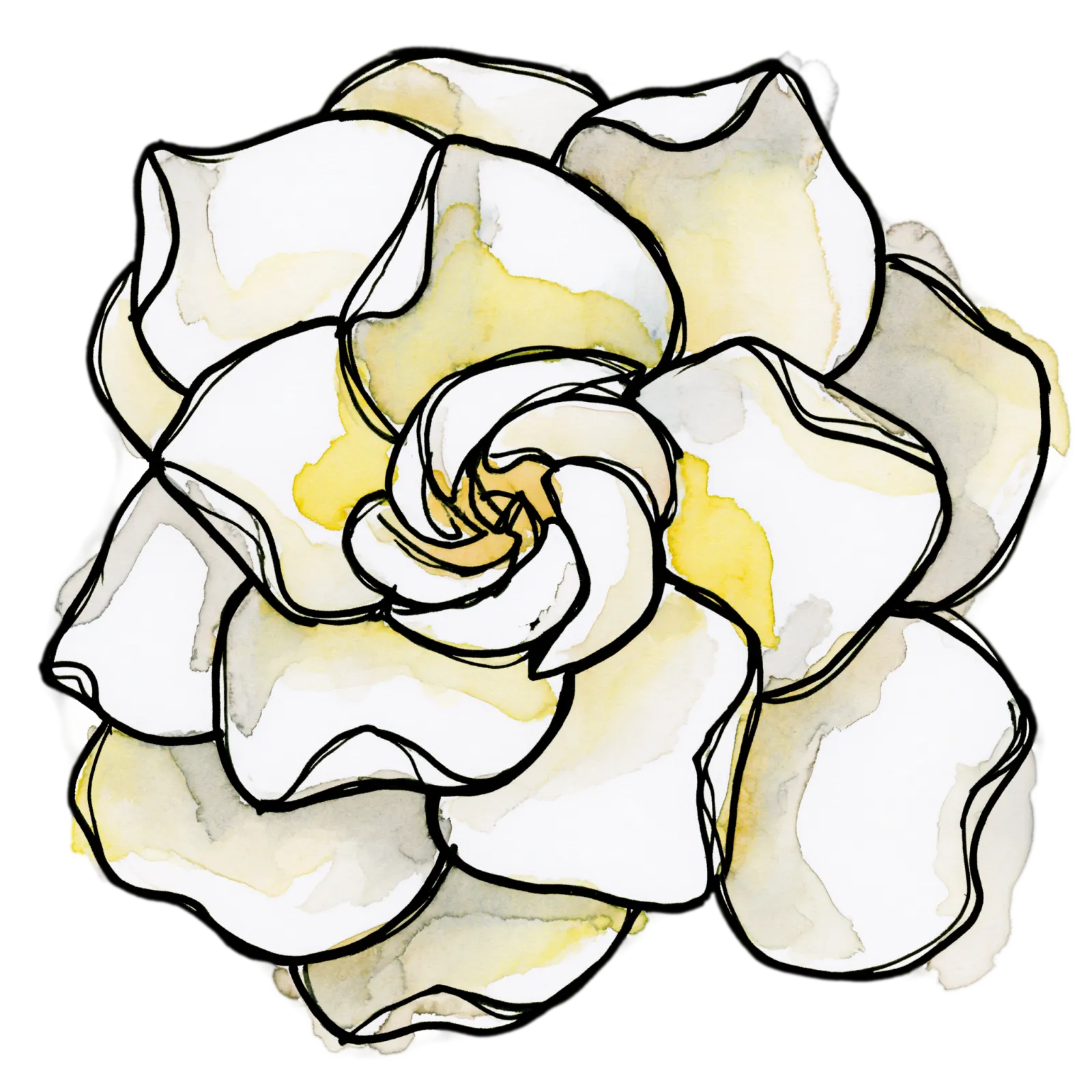 Gardenia