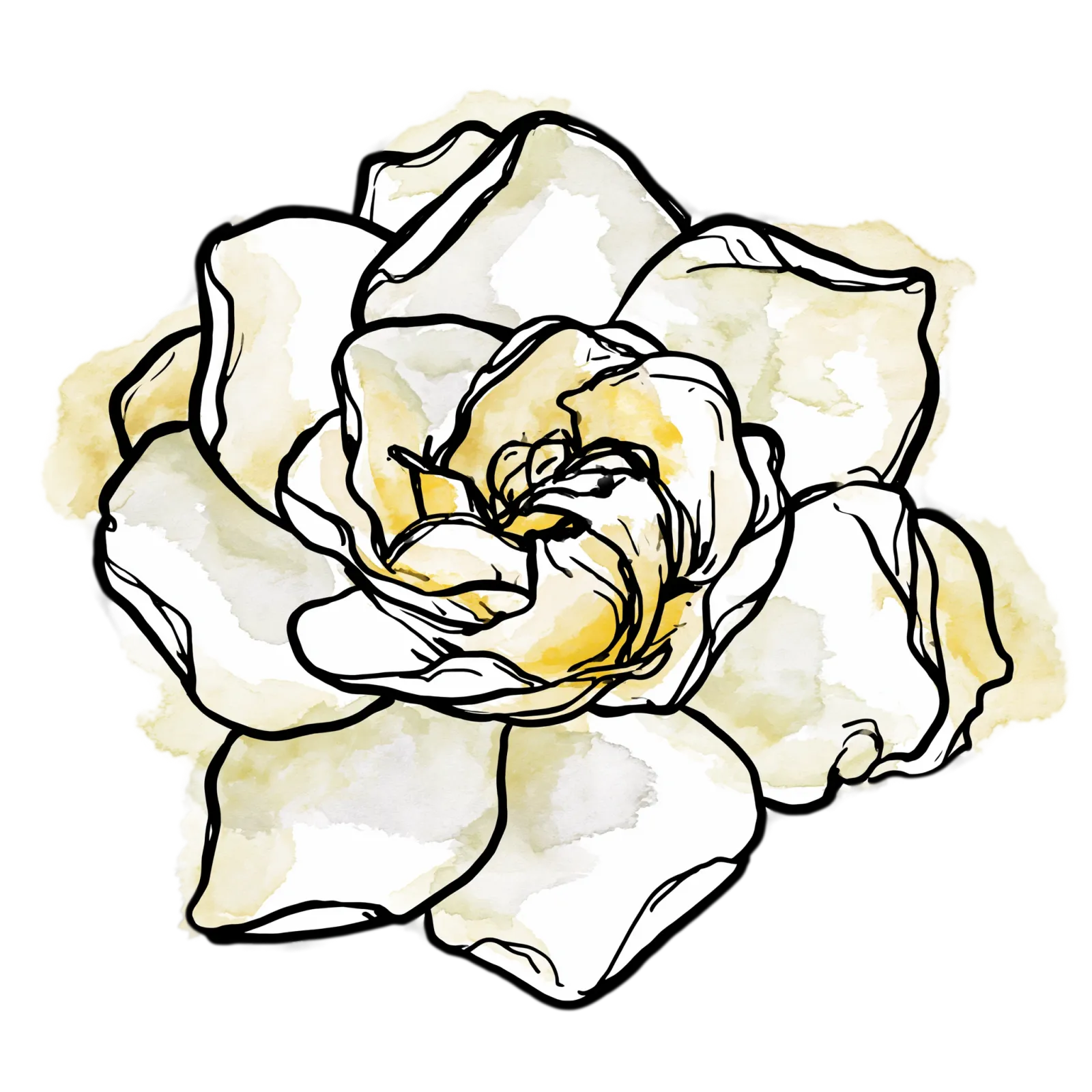 Gardenia