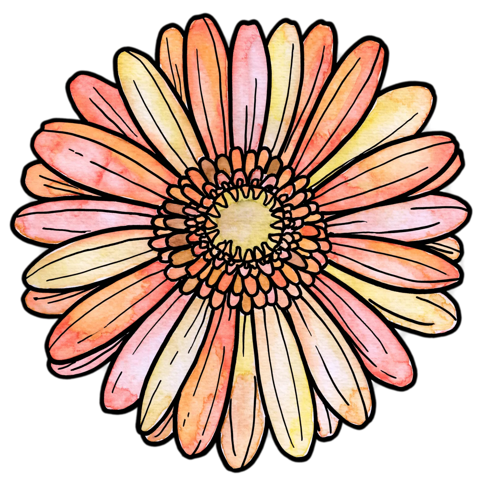 Gerbera Daisy
