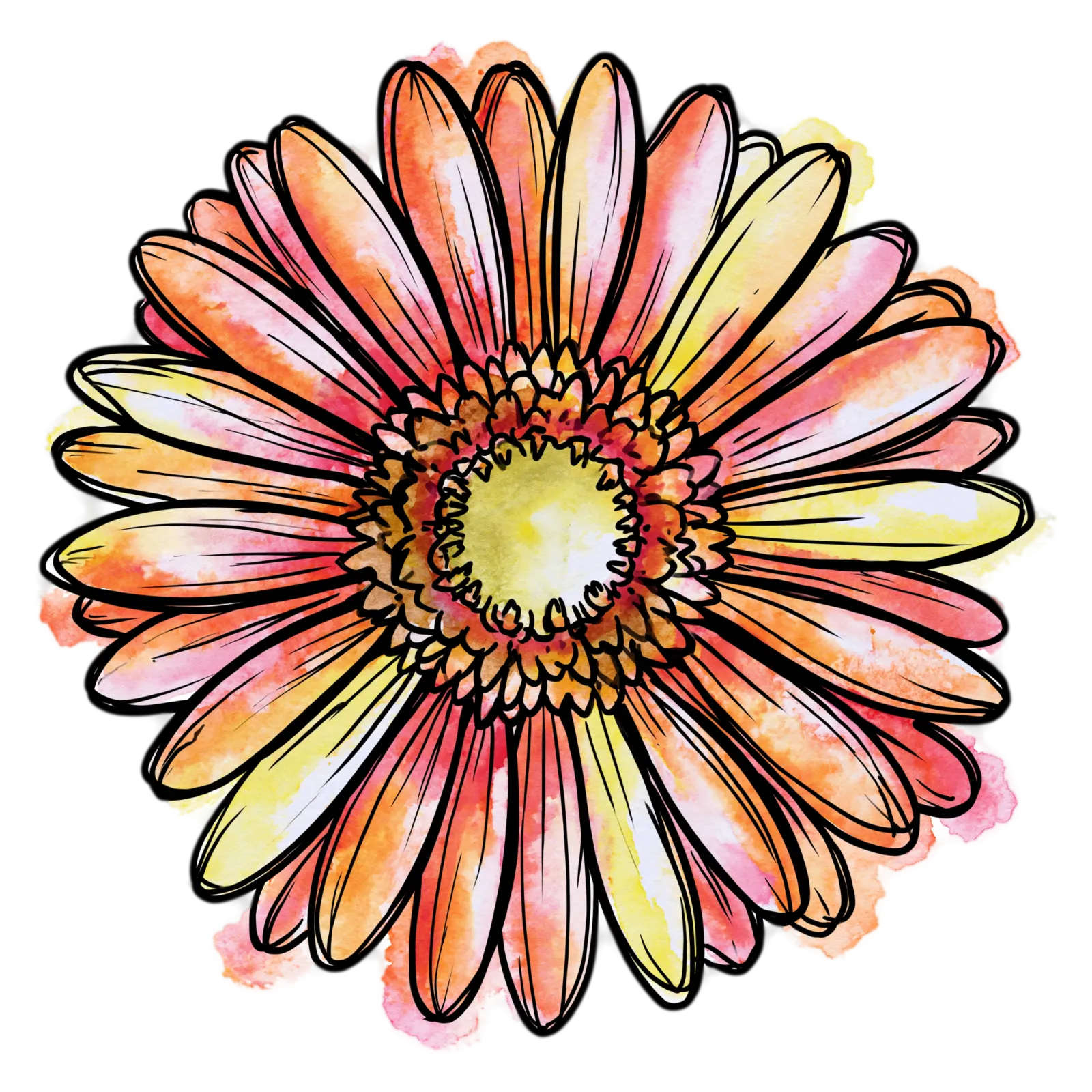 Gerbera Daisy
