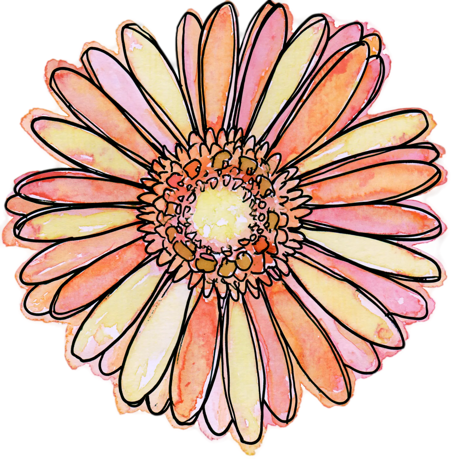 Gerbera Daisy