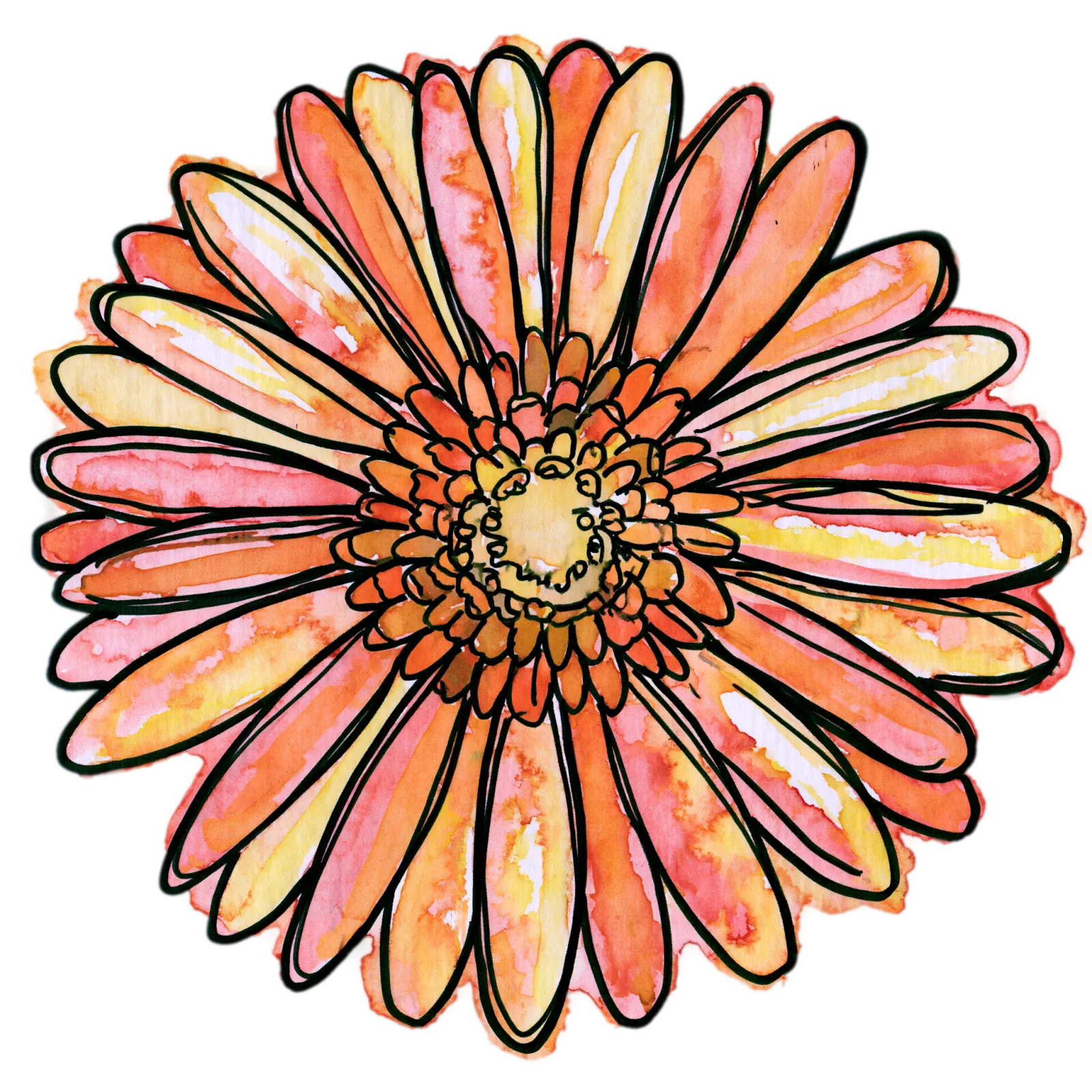 Gerbera Daisy