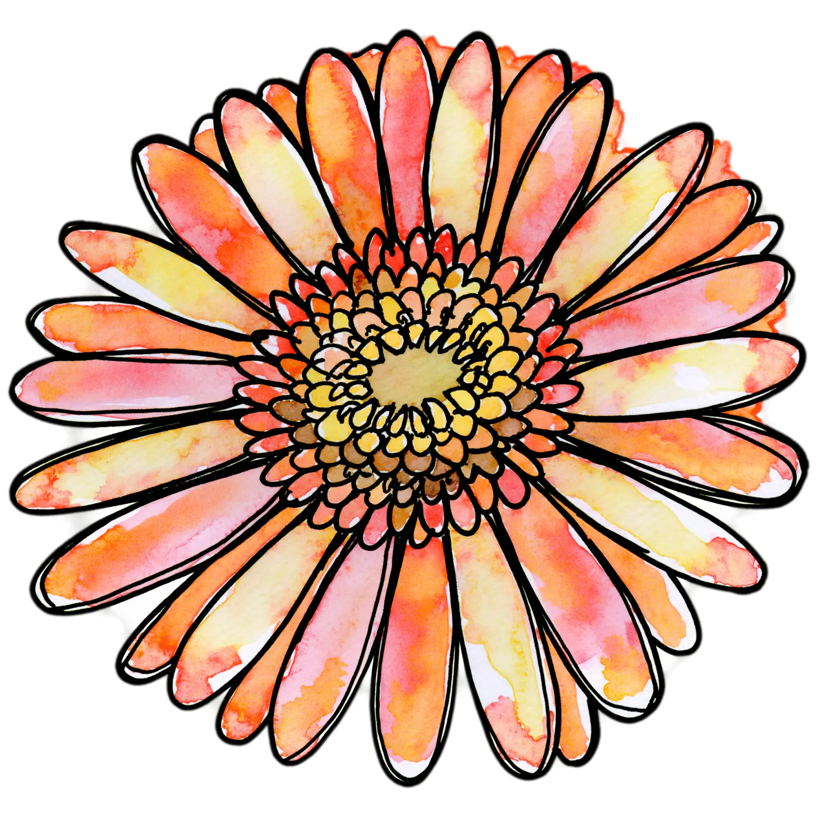 Gerbera Daisy