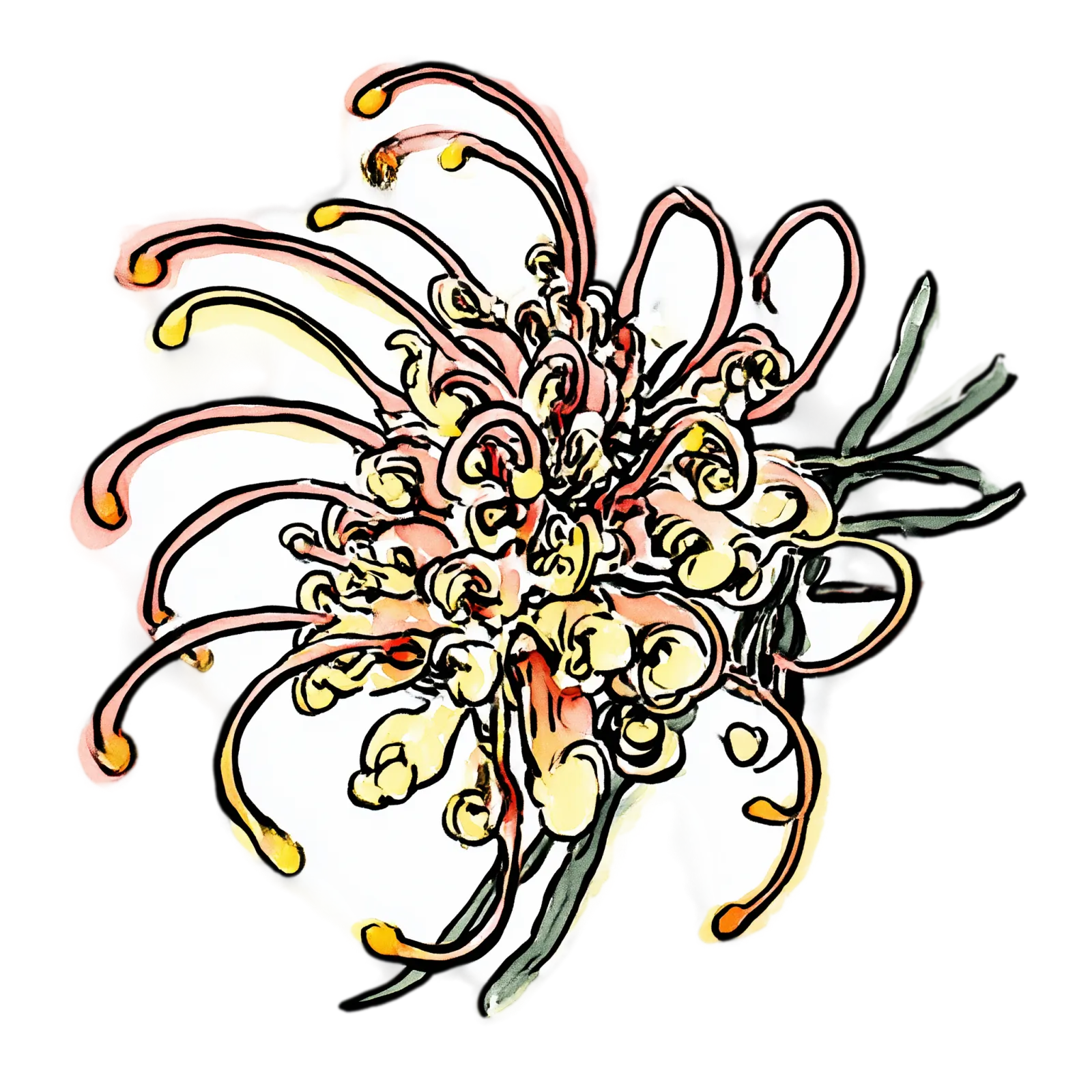 Grevillea Spider