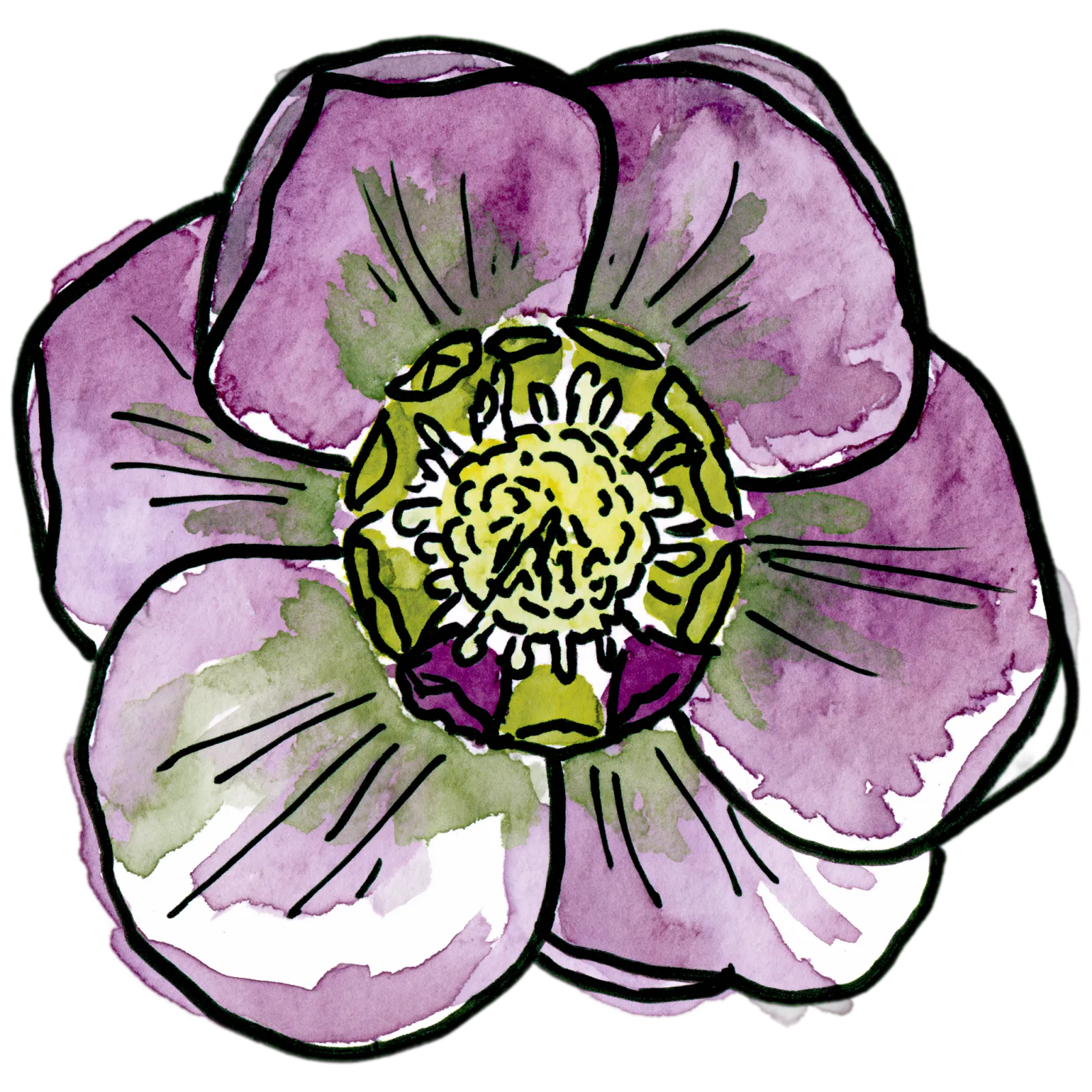 Hellebore