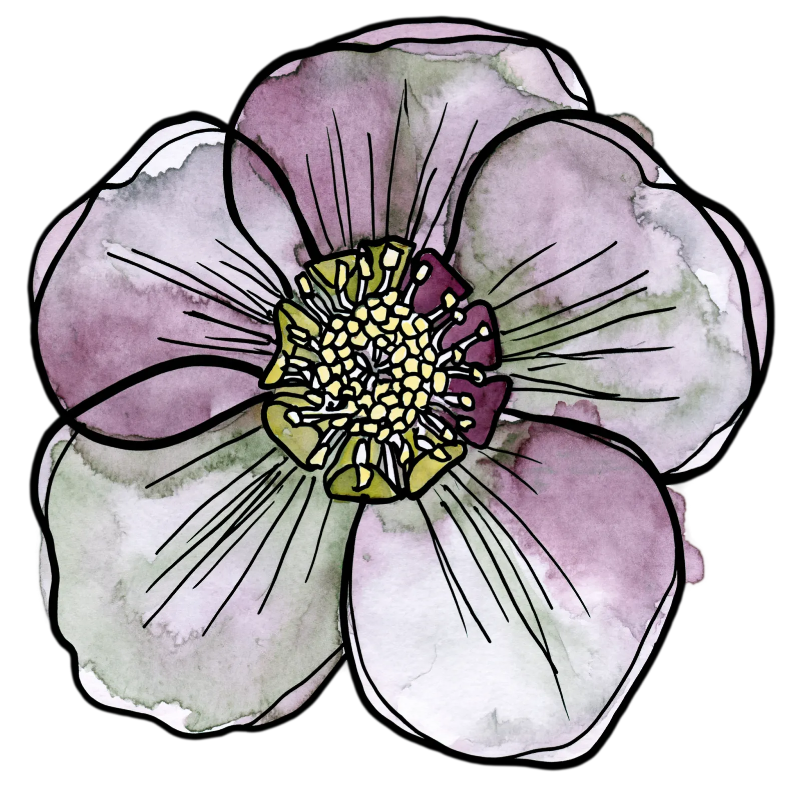 Hellebore