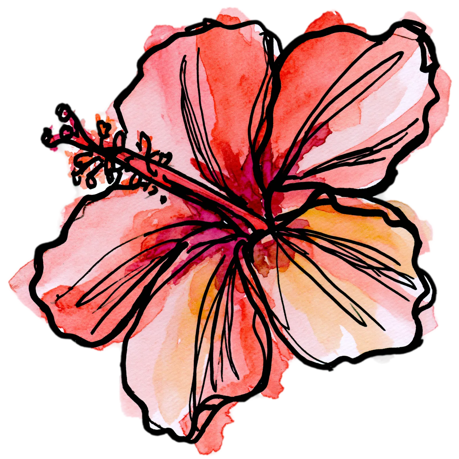 Hibiscus