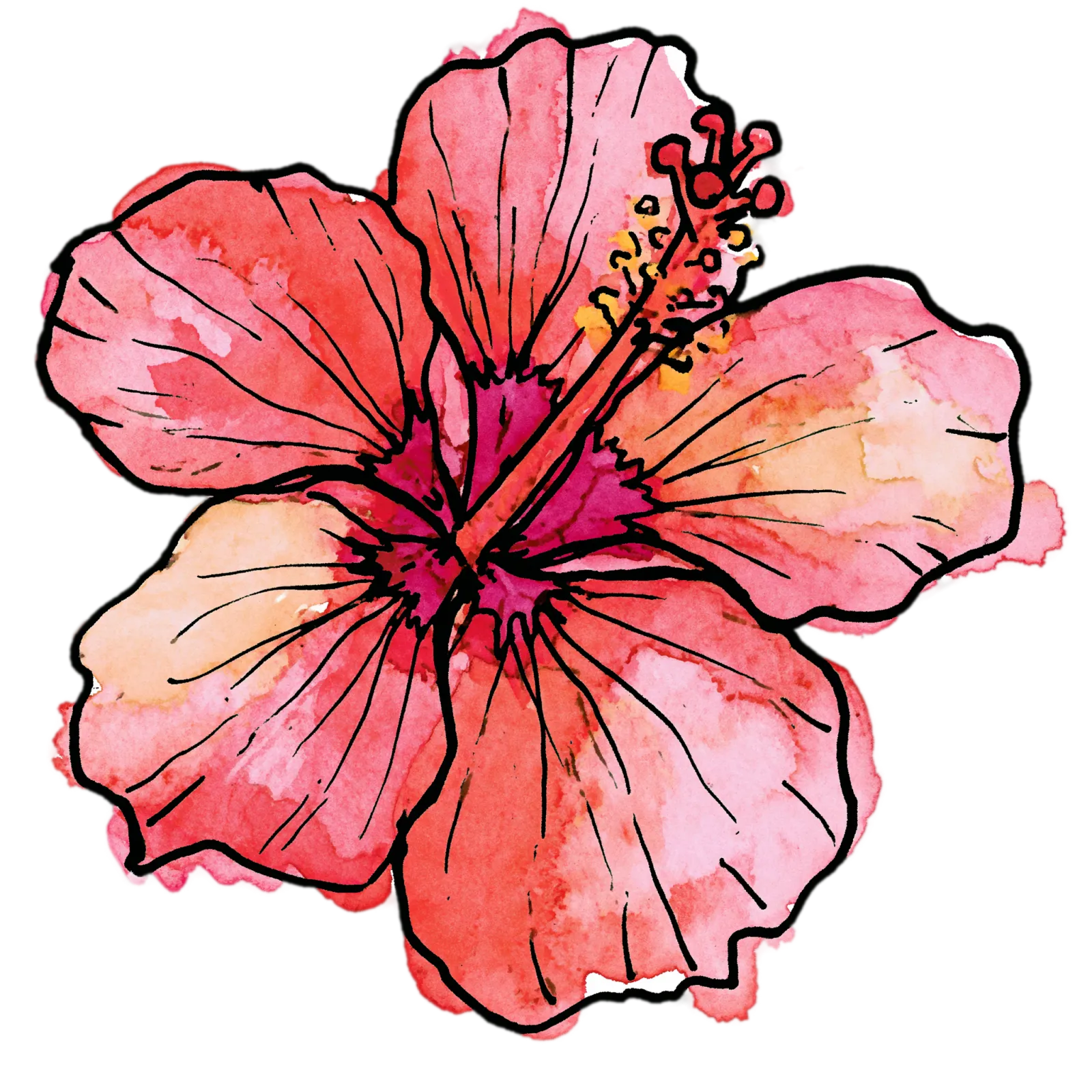 Hibiscus