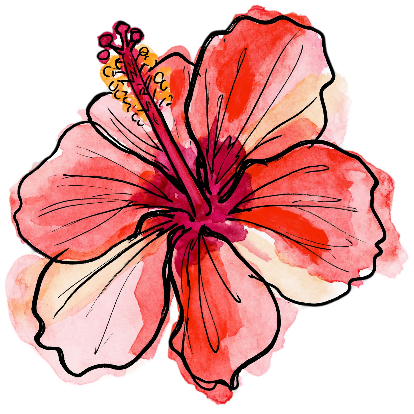 Hibiscus