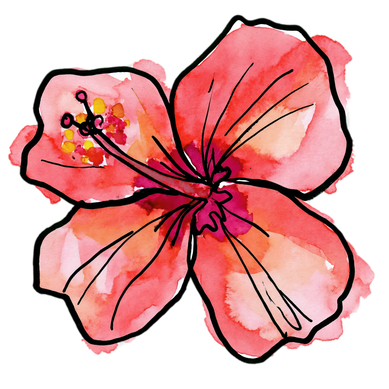 Hibiscus