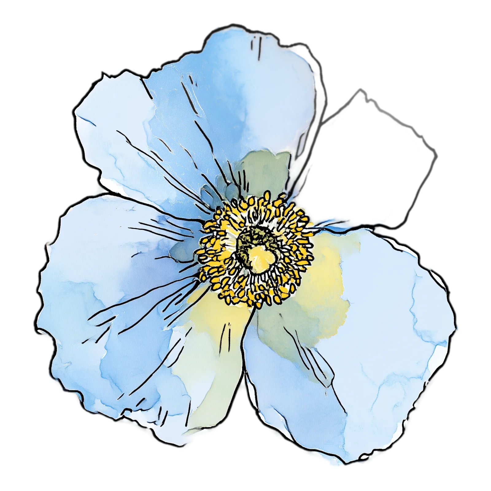 Himalayan Blue Poppy