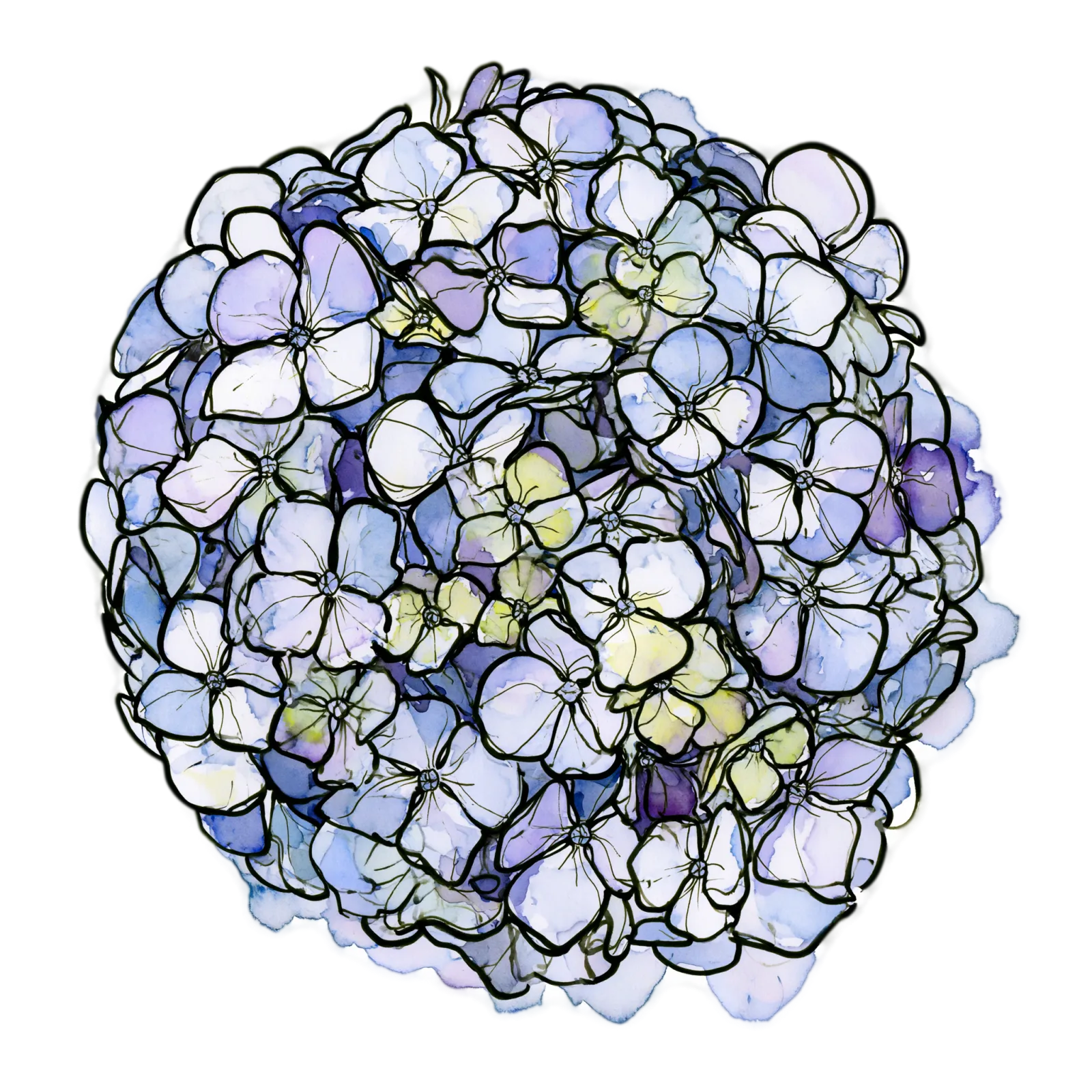 Hydrangea