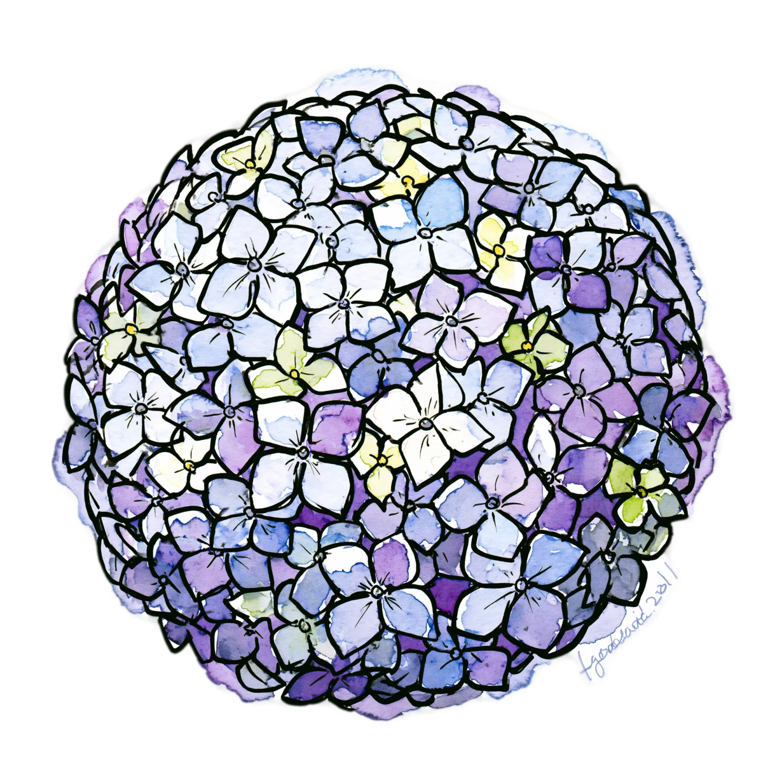 Hydrangea