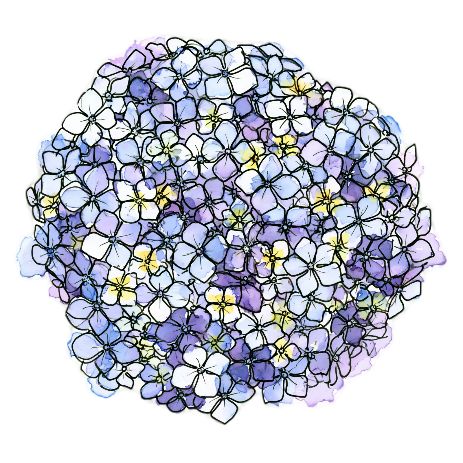 Hydrangea