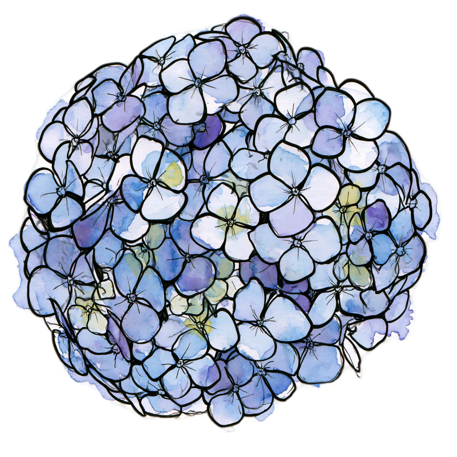 Hydrangea