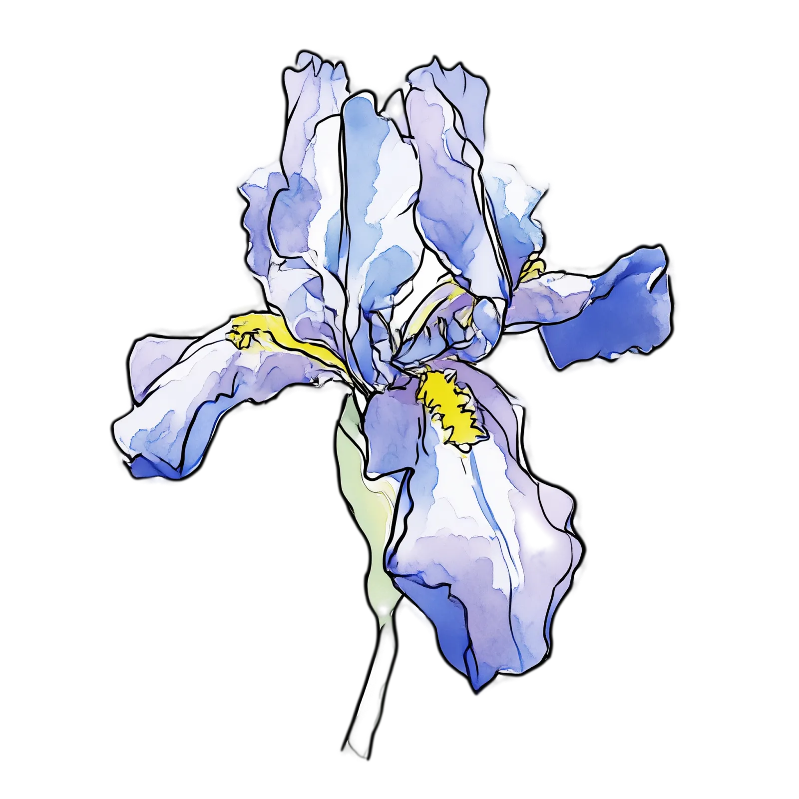 Iris