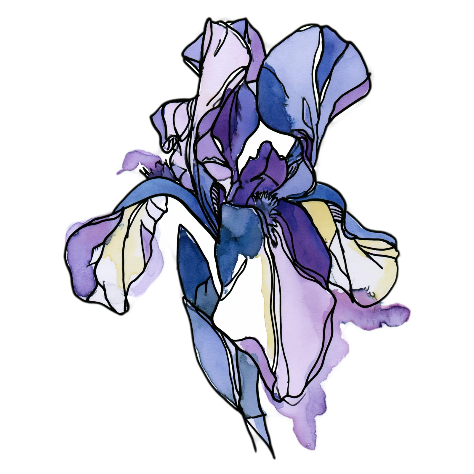 Iris